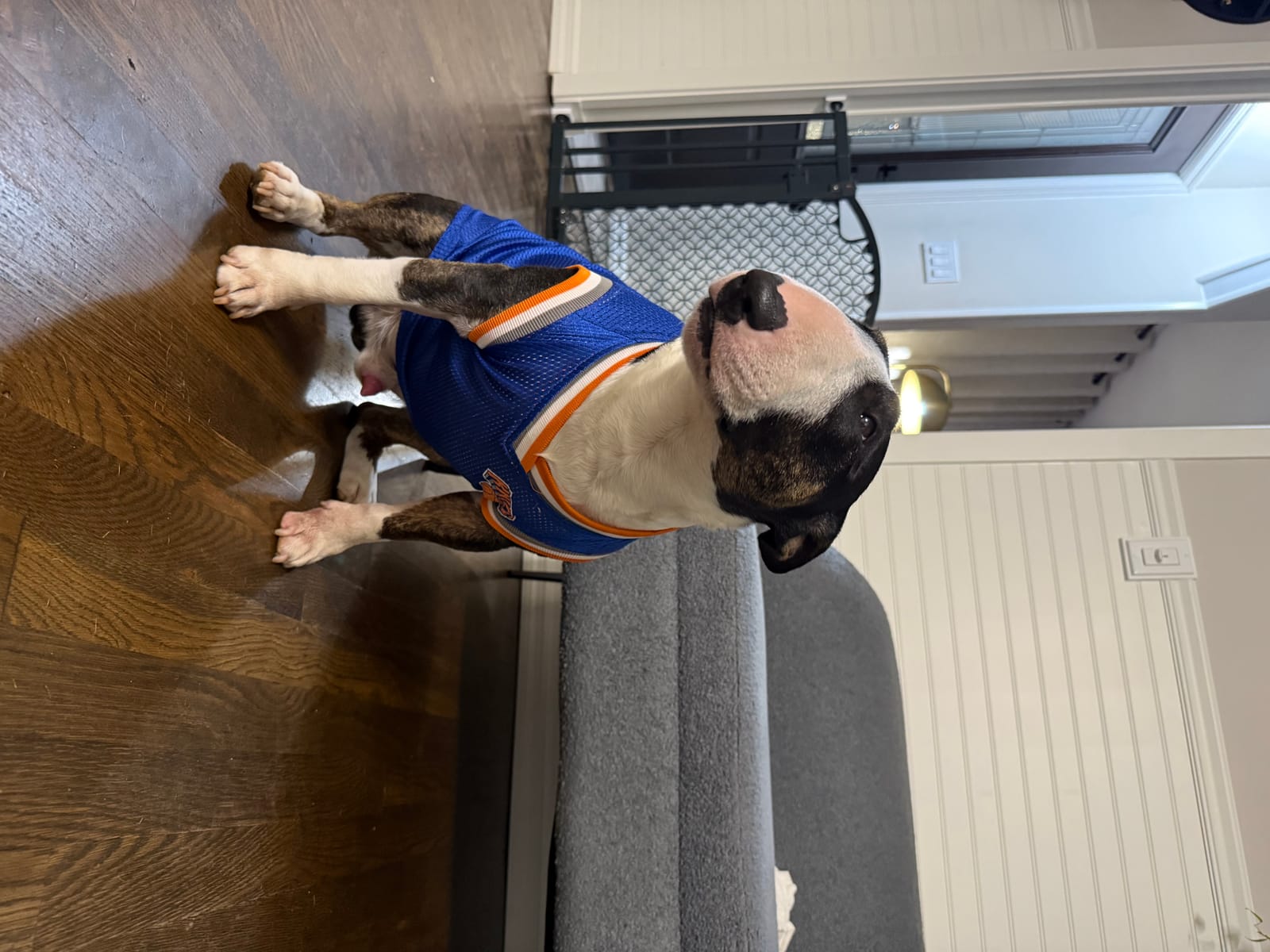 Petspiration Spotlight: Kodak