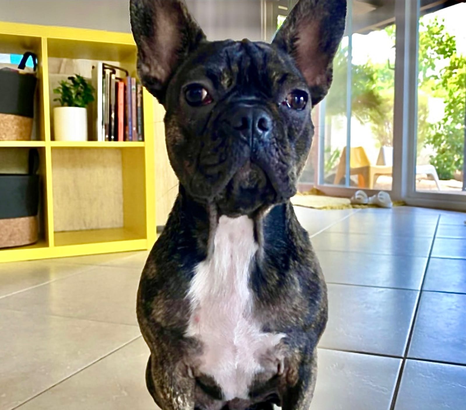 Petspiration Spotlight: Kona