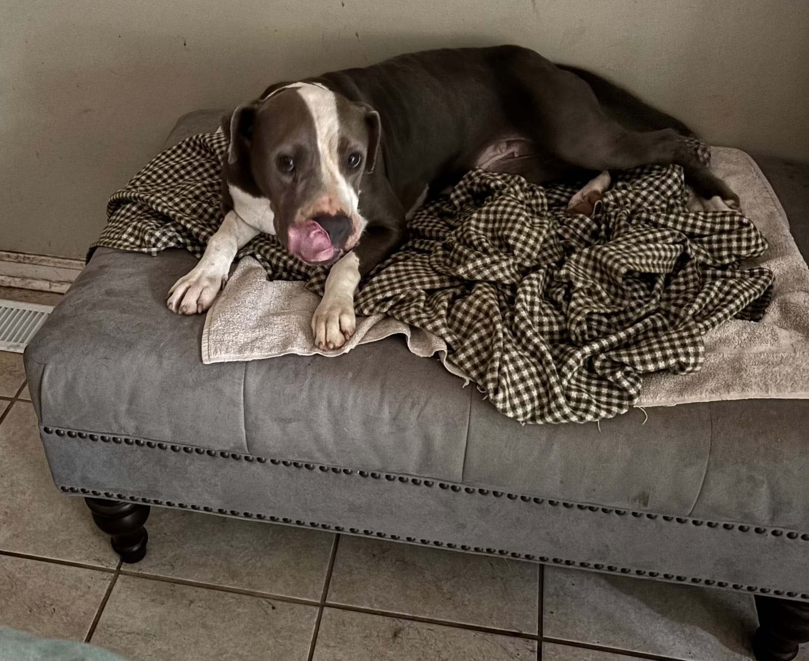 Petspiration Spotlight: Korra