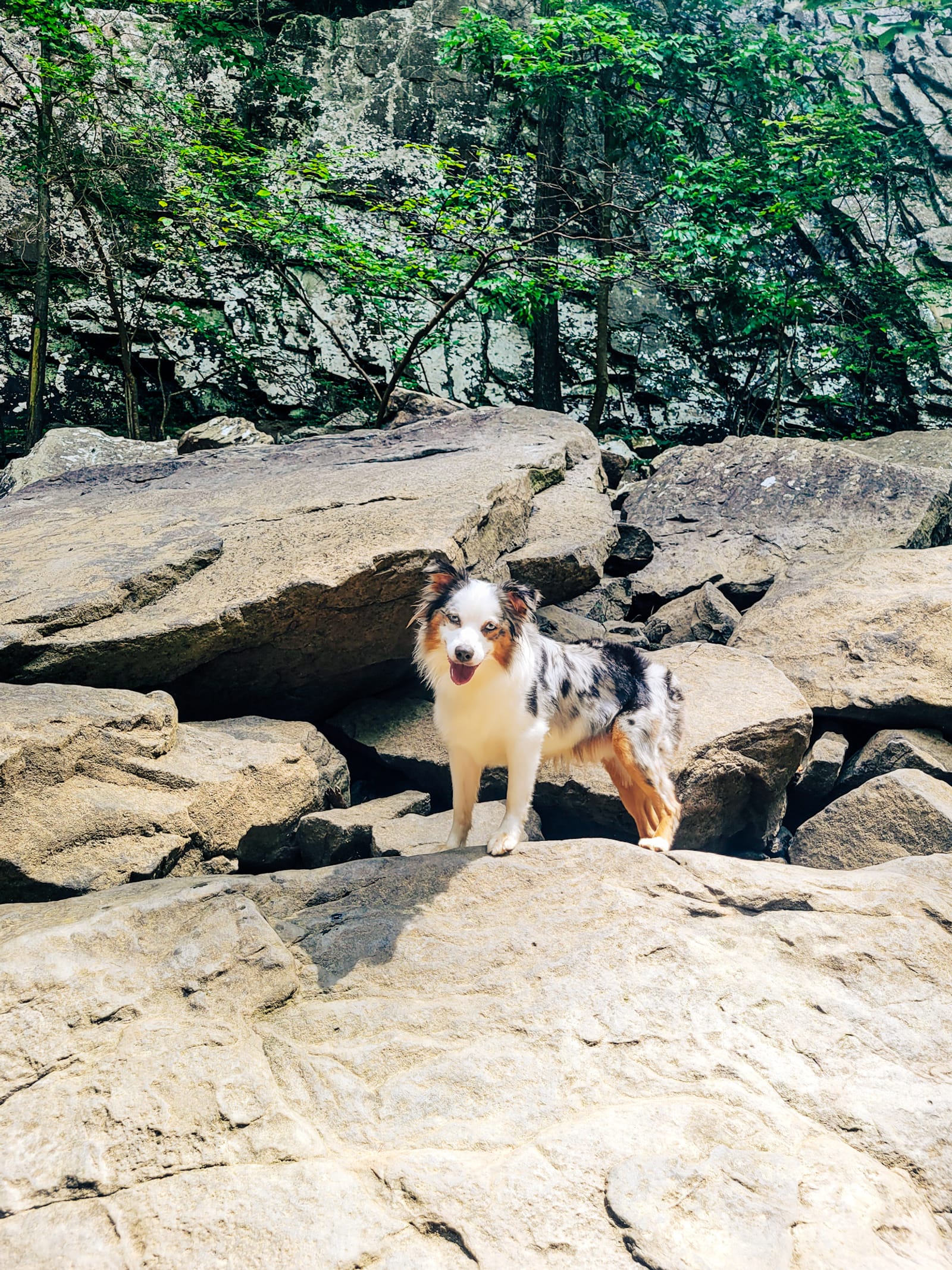 Petspiration Spotlight: Kovaa
