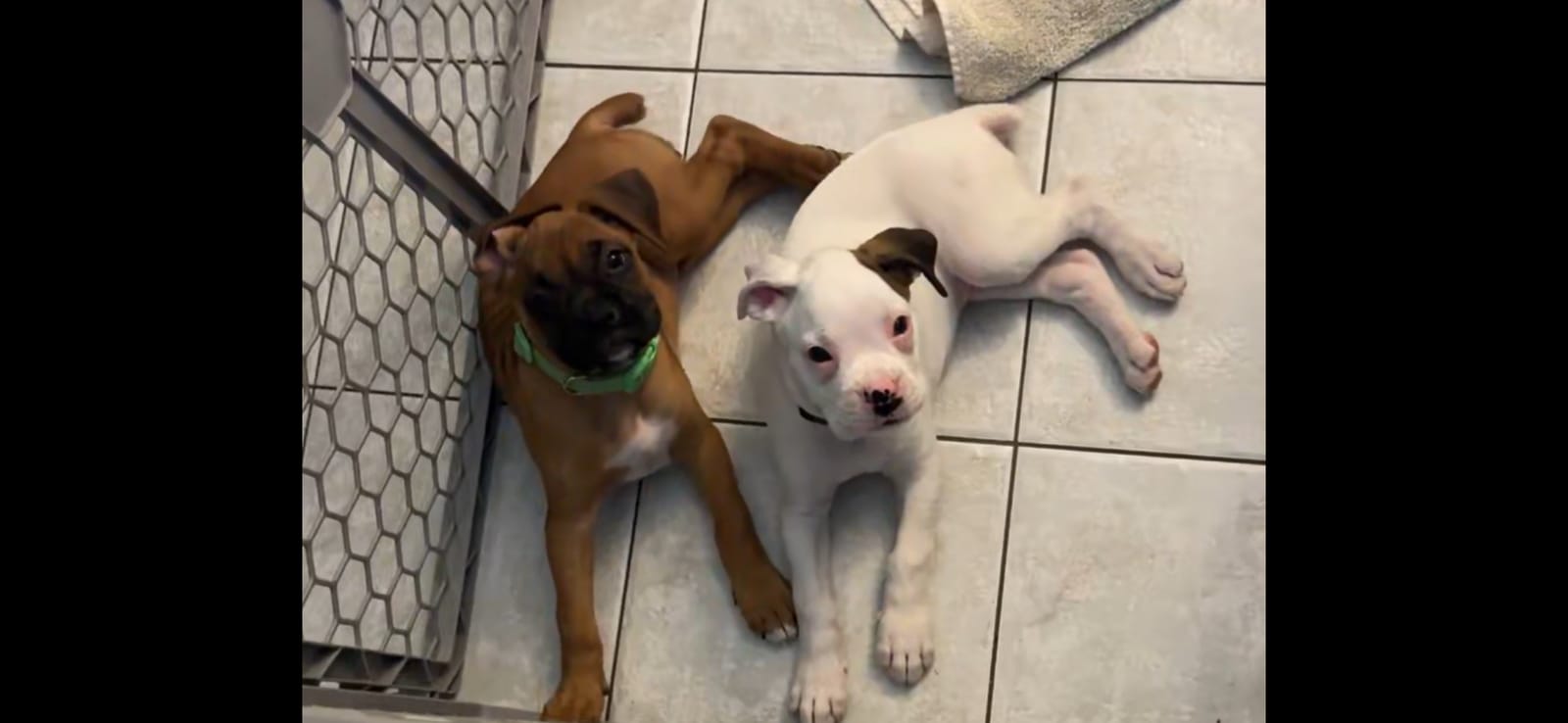 Petspiration Spotlight: Lacey and Houdini
