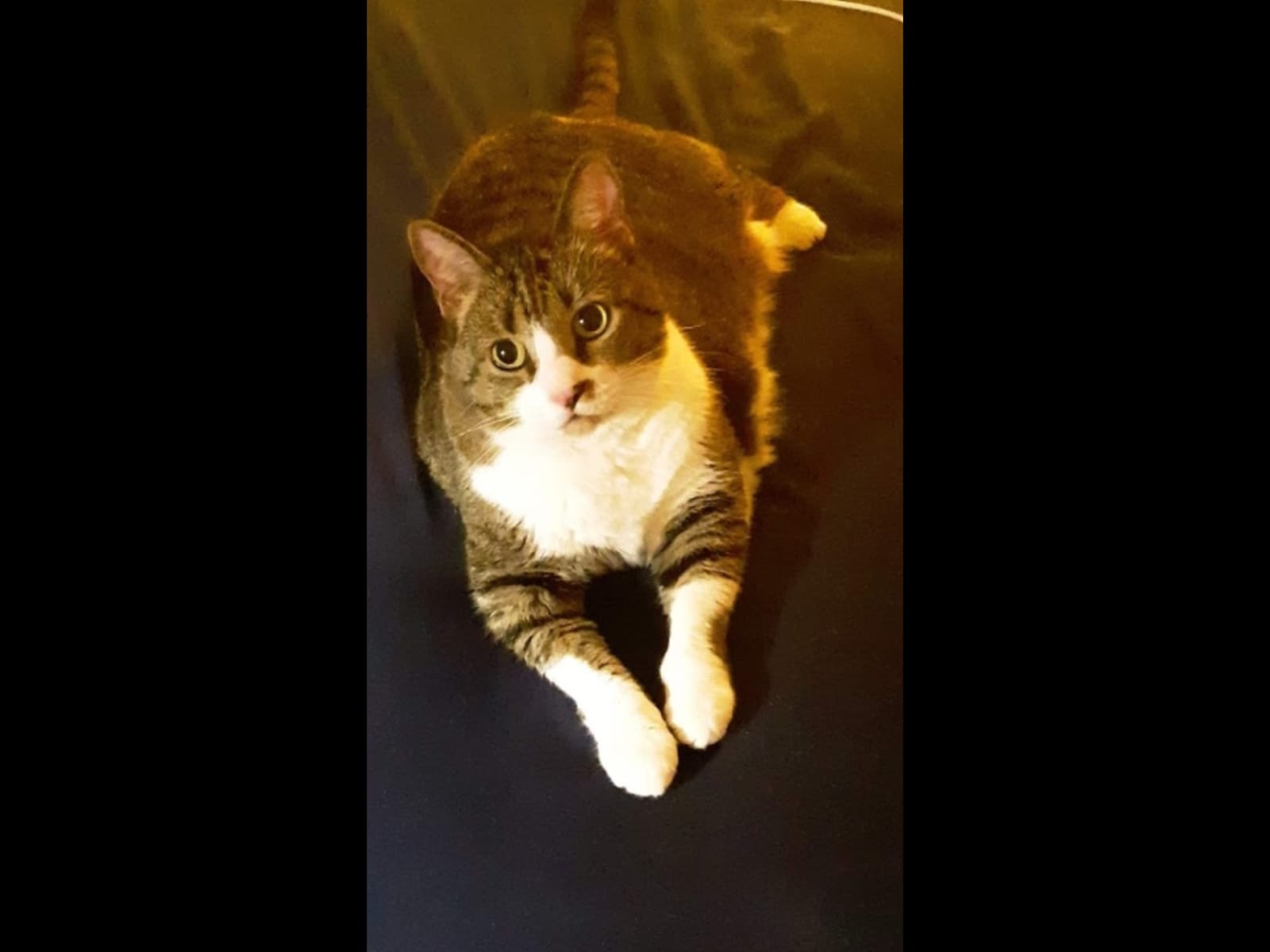 Petspiration Spotlight: Ladyb