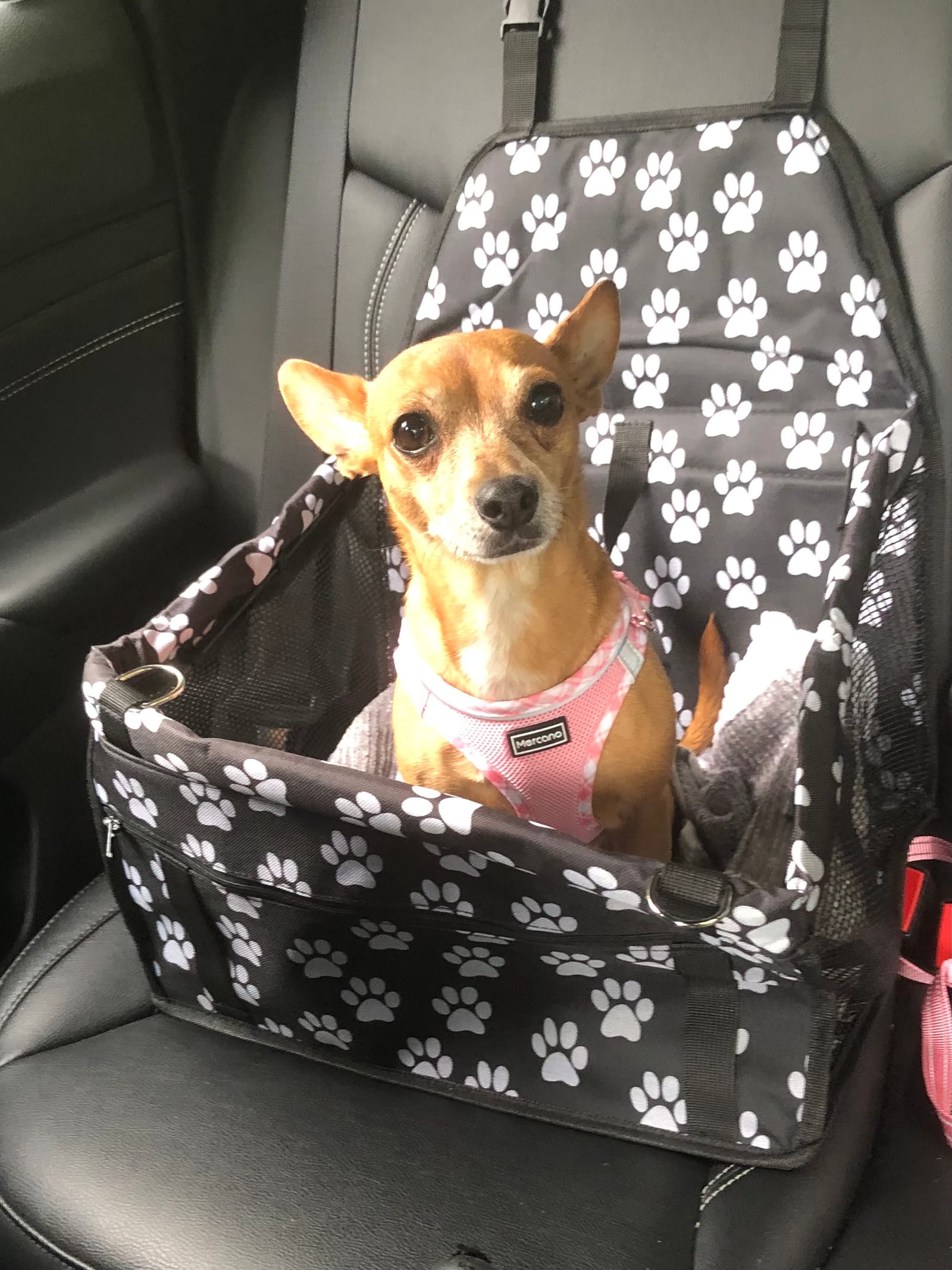 Petspiration Spotlight: Ladybug