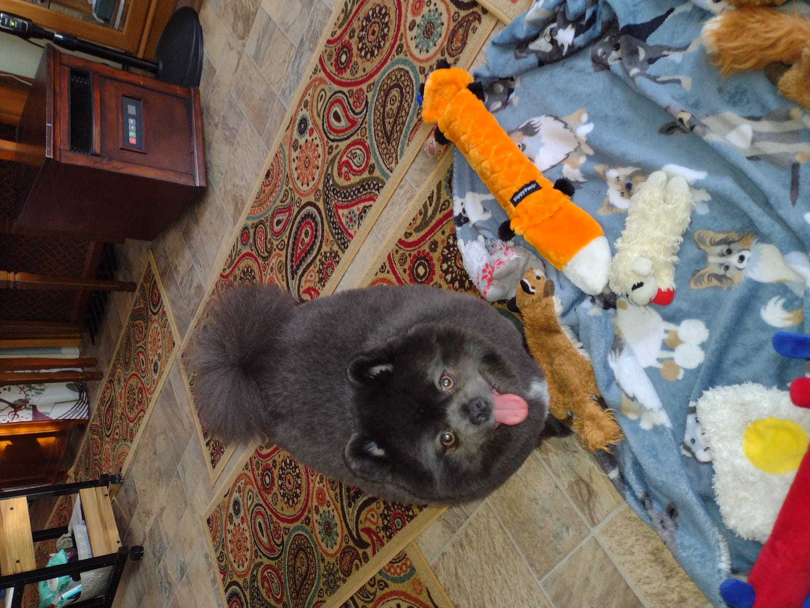 Petspiration Spotlight: Lakona