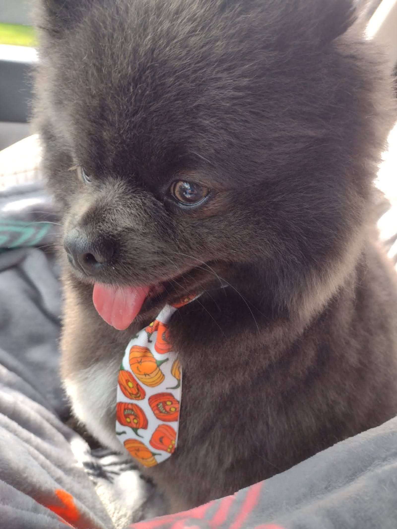 Petspiration Spotlight: Lakona