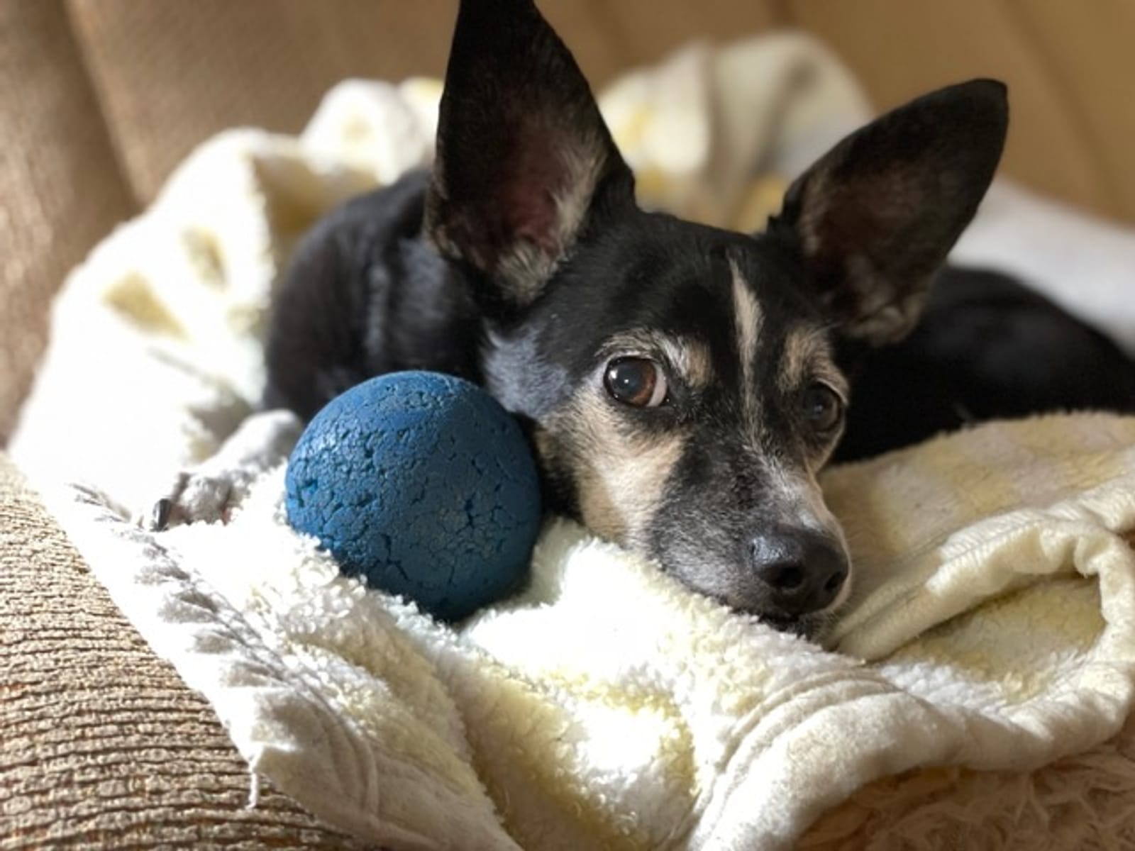 Petspiration Spotlight: Lalani