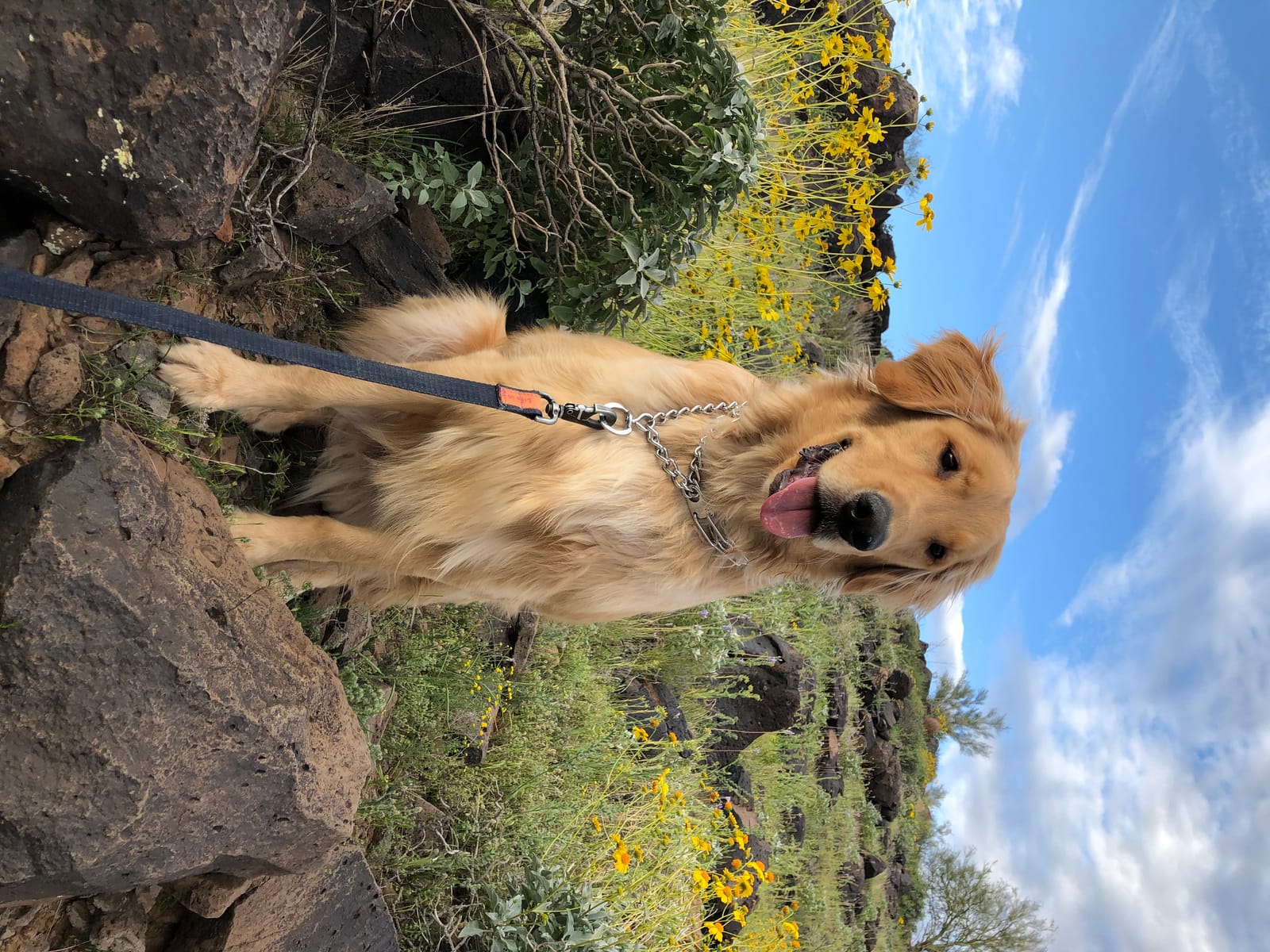 Petspiration Spotlight: Larz