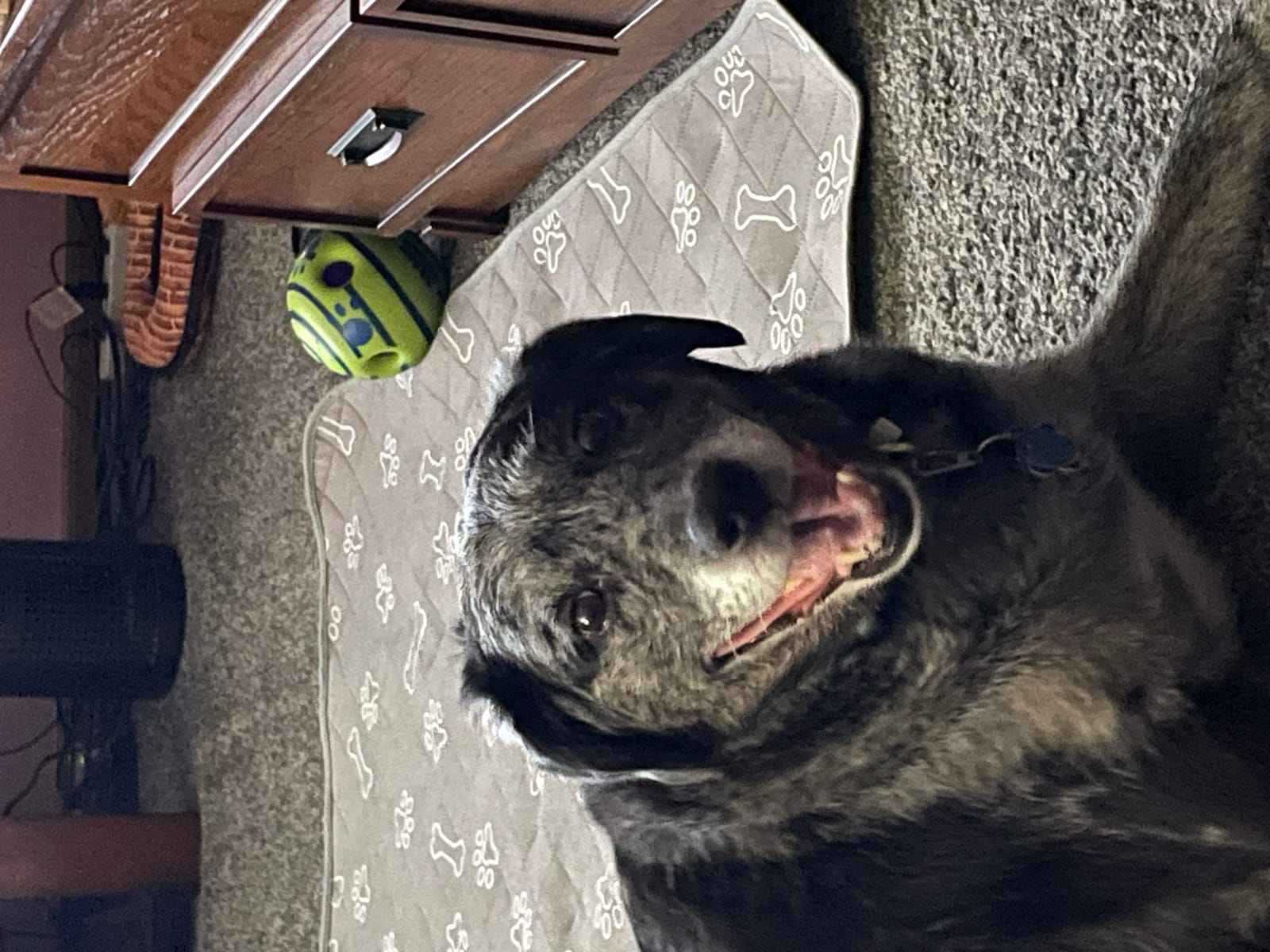 Petspiration Spotlight: Layla