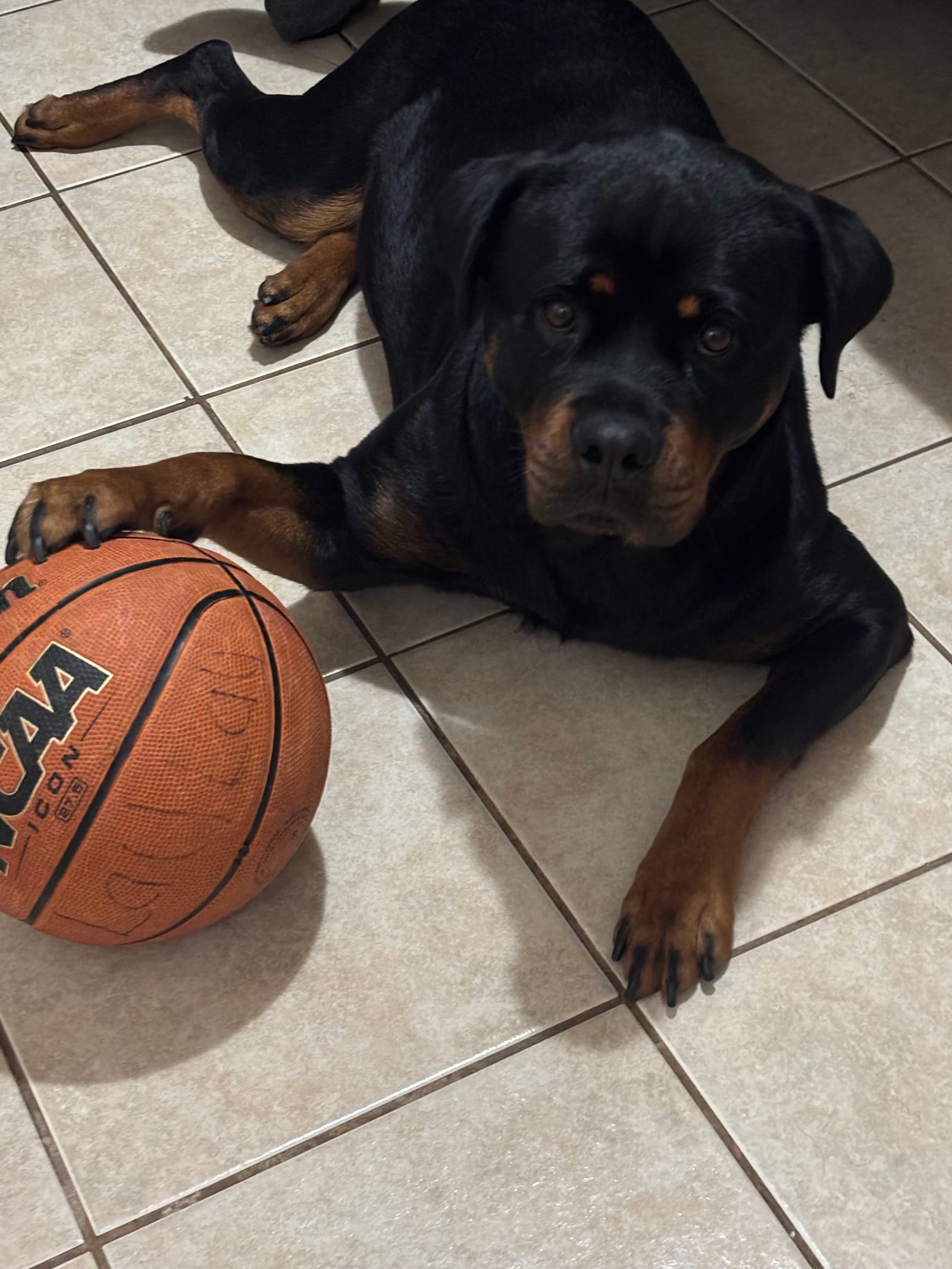 Petspiration Spotlight: LAYLAY