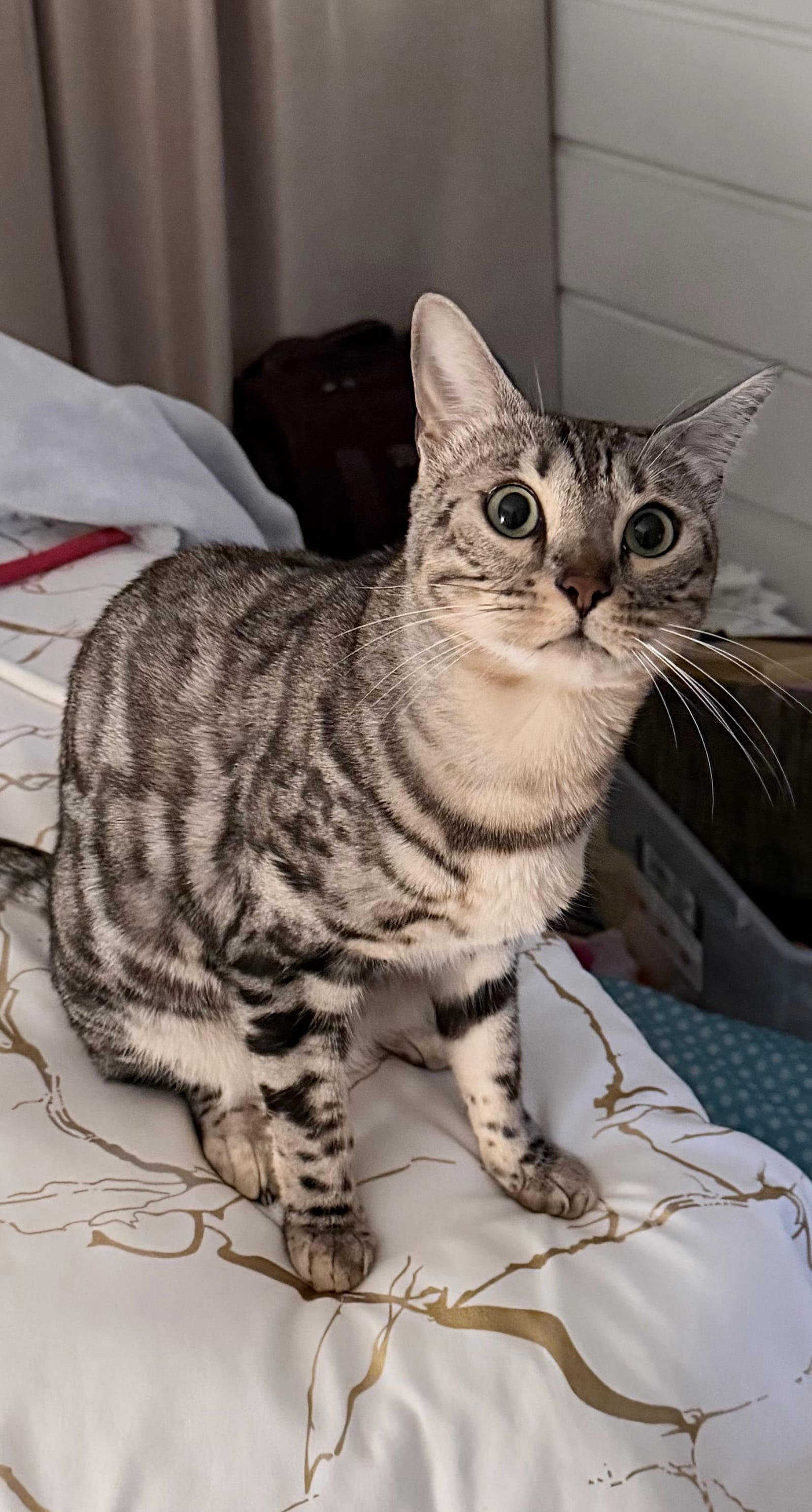 Petspiration Spotlight: Lela