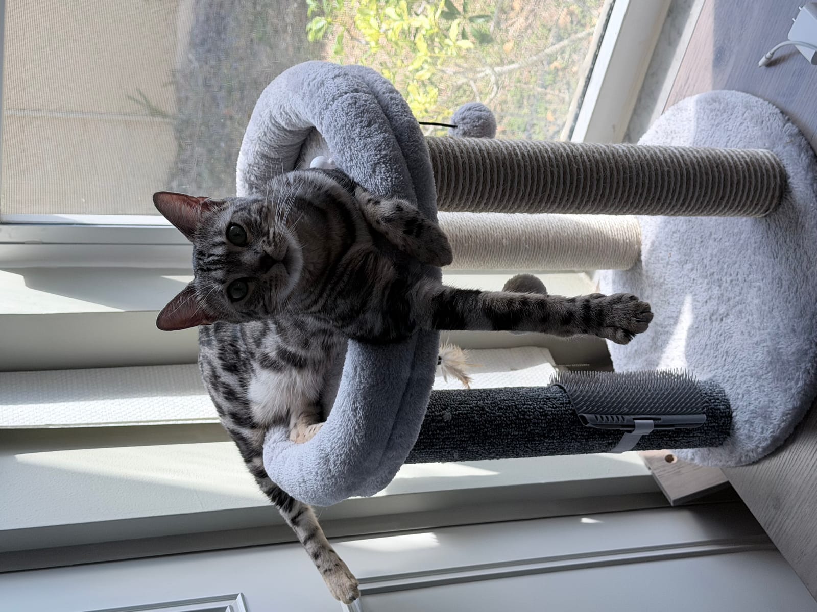 Petspiration Spotlight: Lela