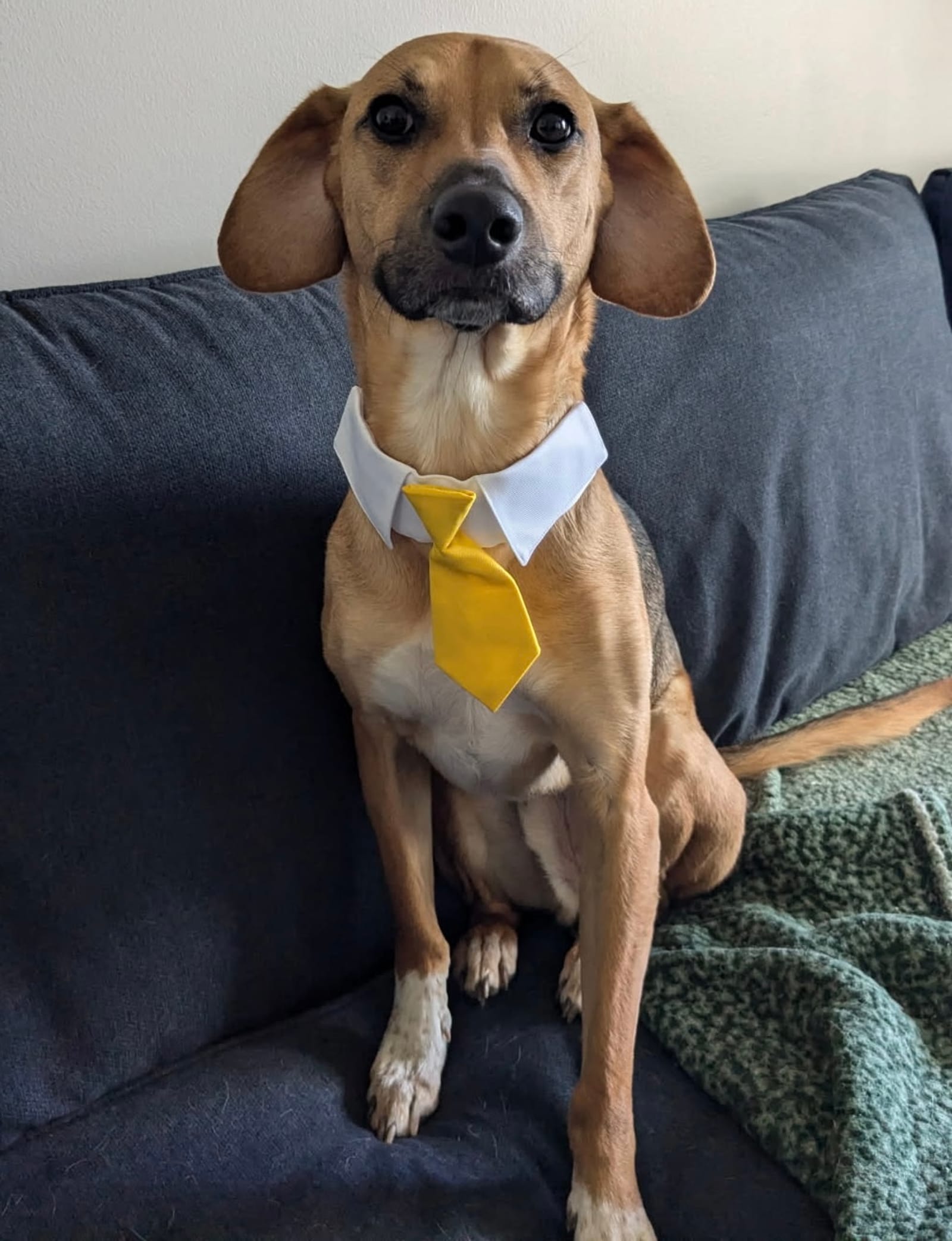 Petspiration Spotlight: Lenny