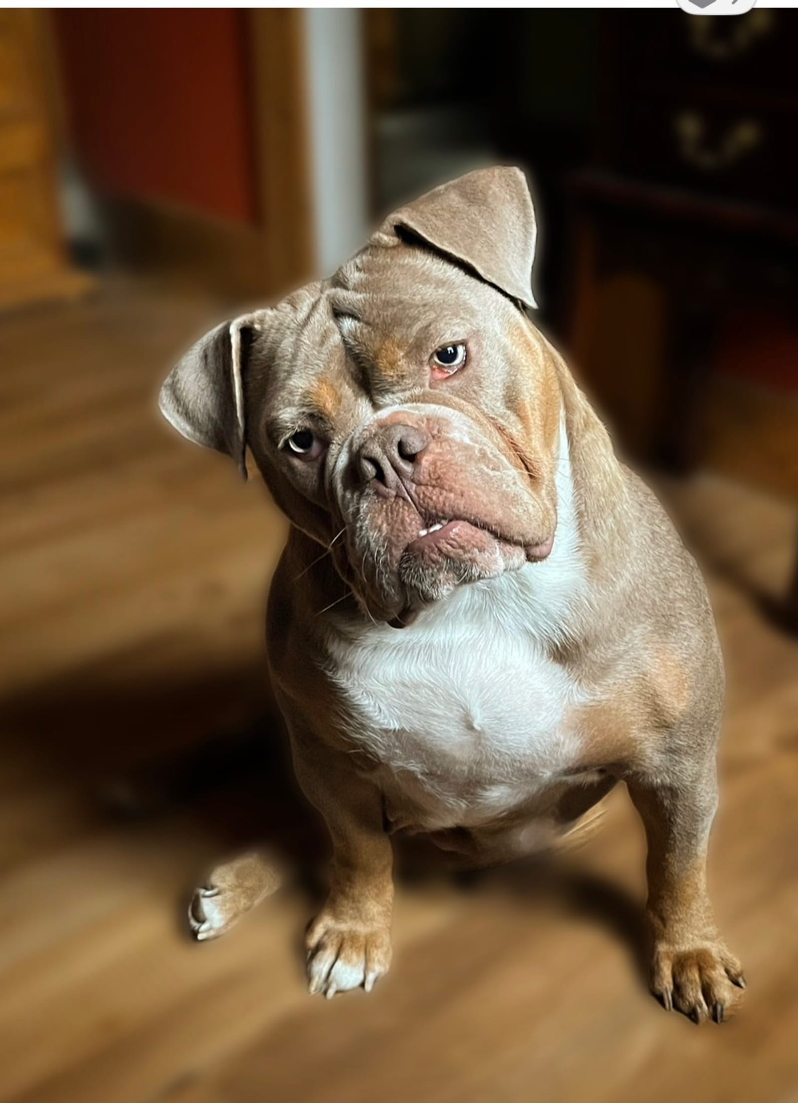 Petspiration Spotlight: Lettie