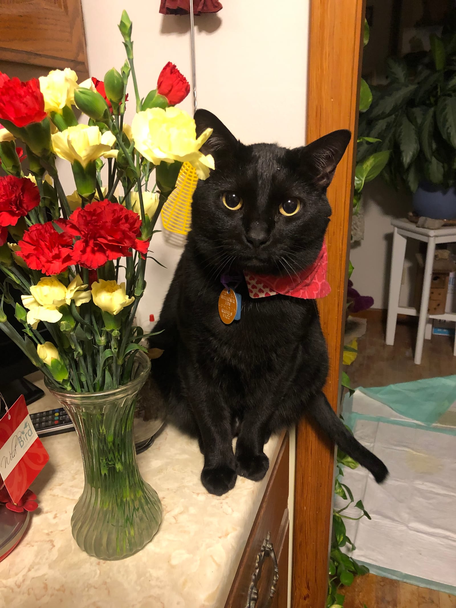 Petspiration Spotlight: Lewis