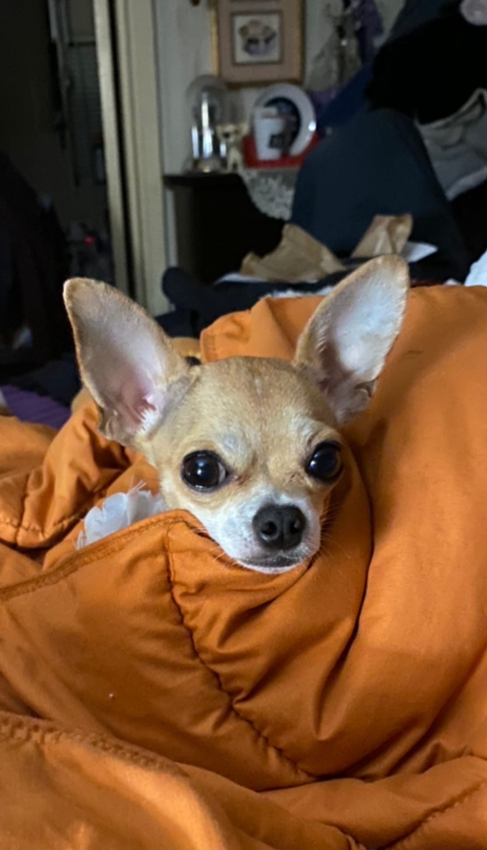 Petspiration Spotlight: Lil’Britches