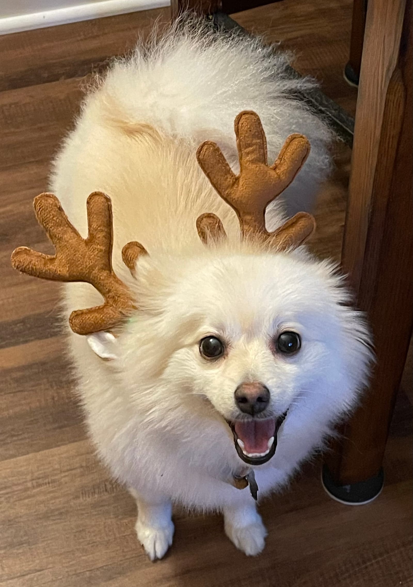 Petspiration Spotlight: Lillie