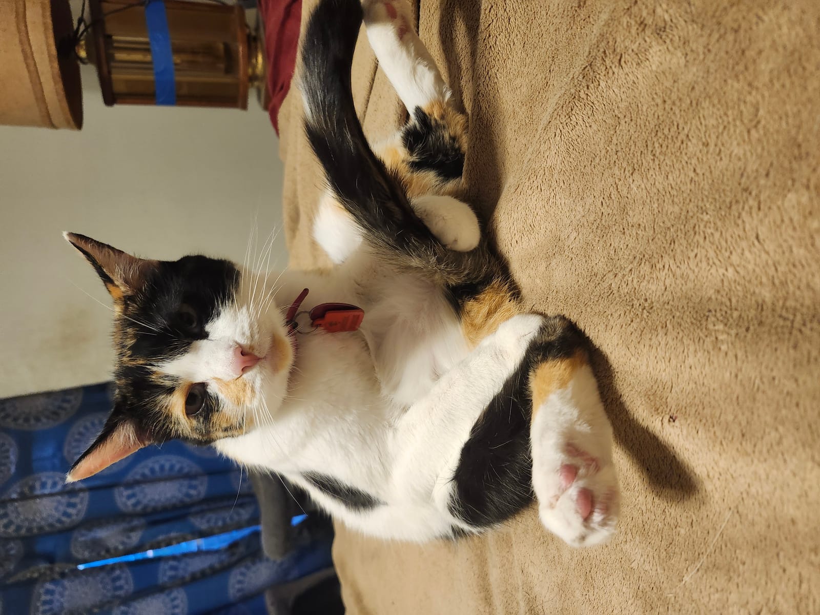 Petspiration Spotlight: Baby Lilly