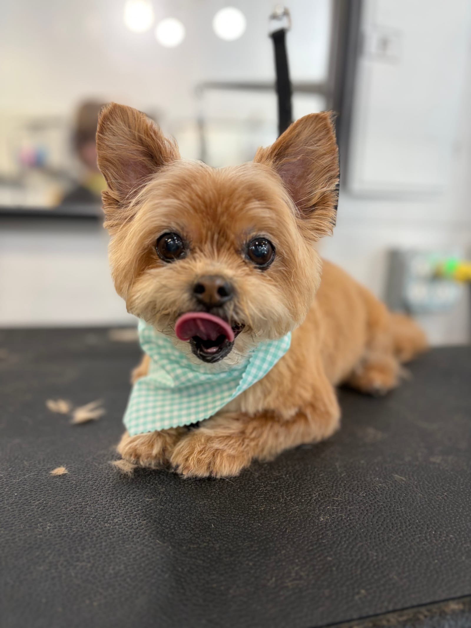 Petspiration Spotlight: Lionel