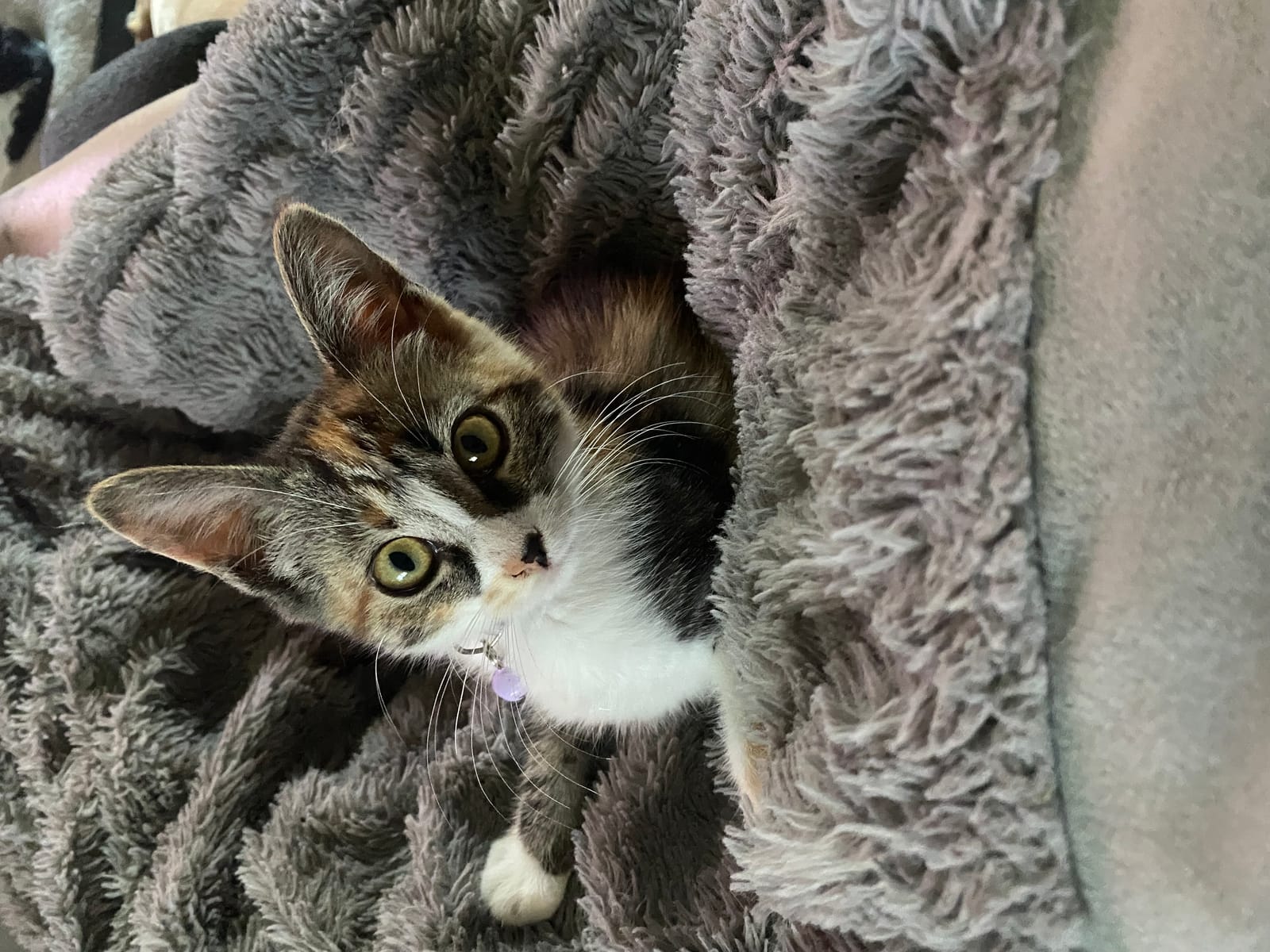 Petspiration Spotlight: Little Miss