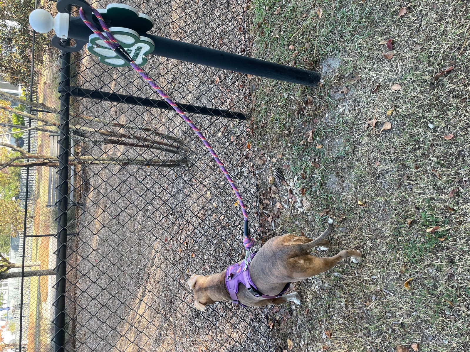 Petspiration Spotlight: Lizzi