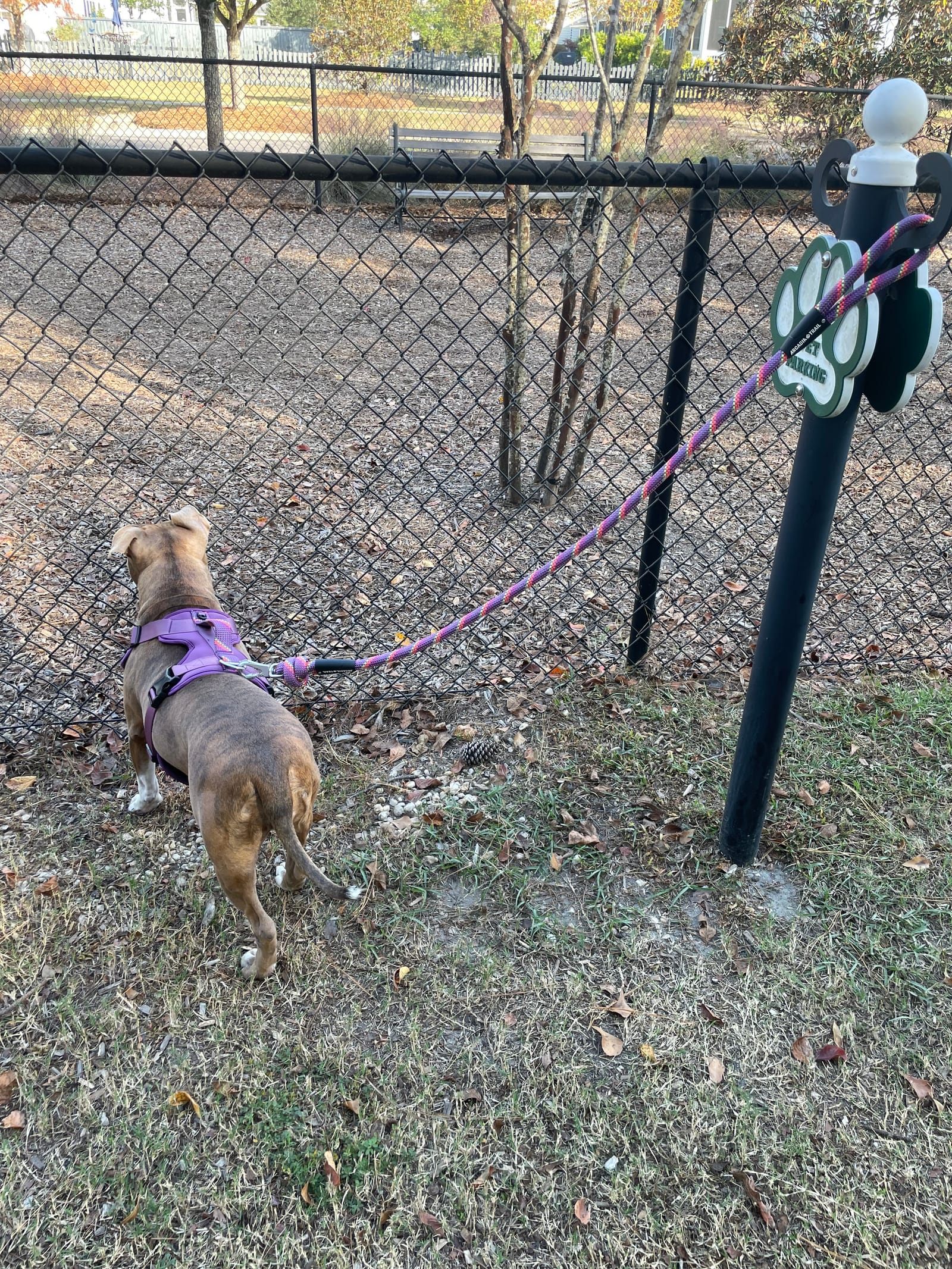 Petspiration Spotlight: Lizzi