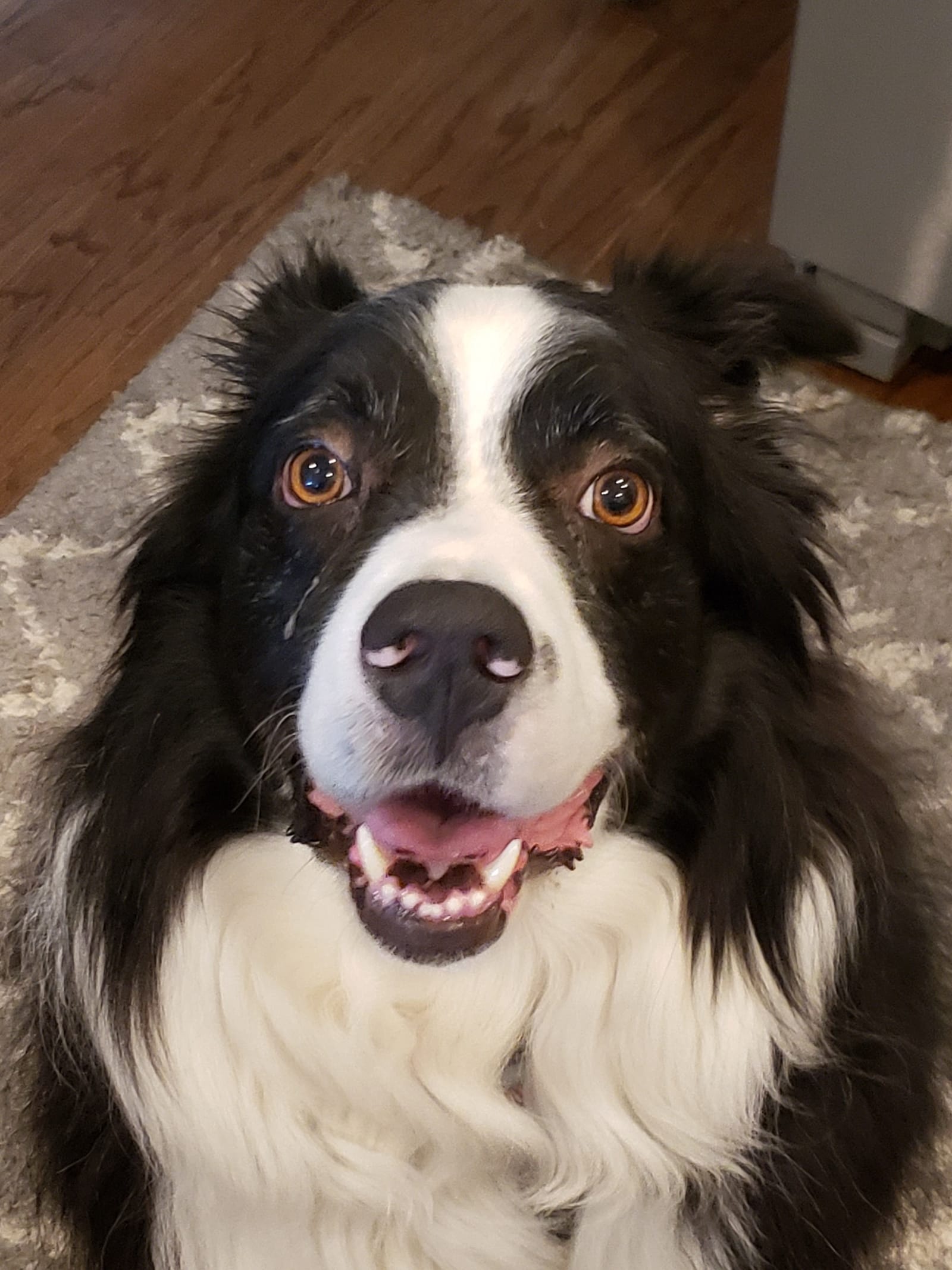 Petspiration Spotlight: Logan