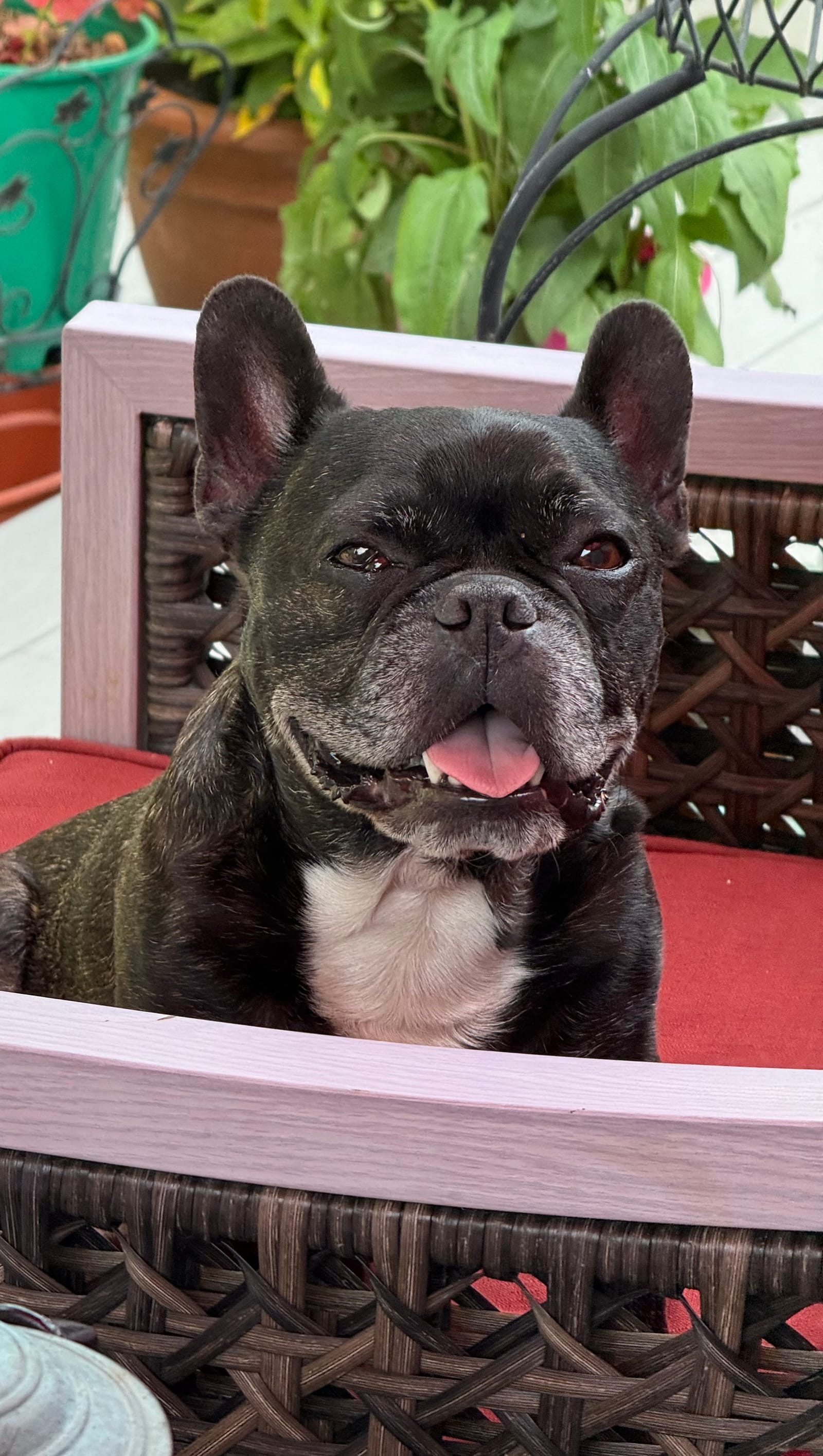 Petspiration Spotlight: Logan