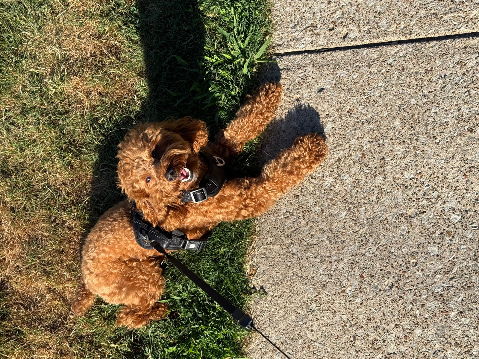 Petspiration Spotlight: Loki