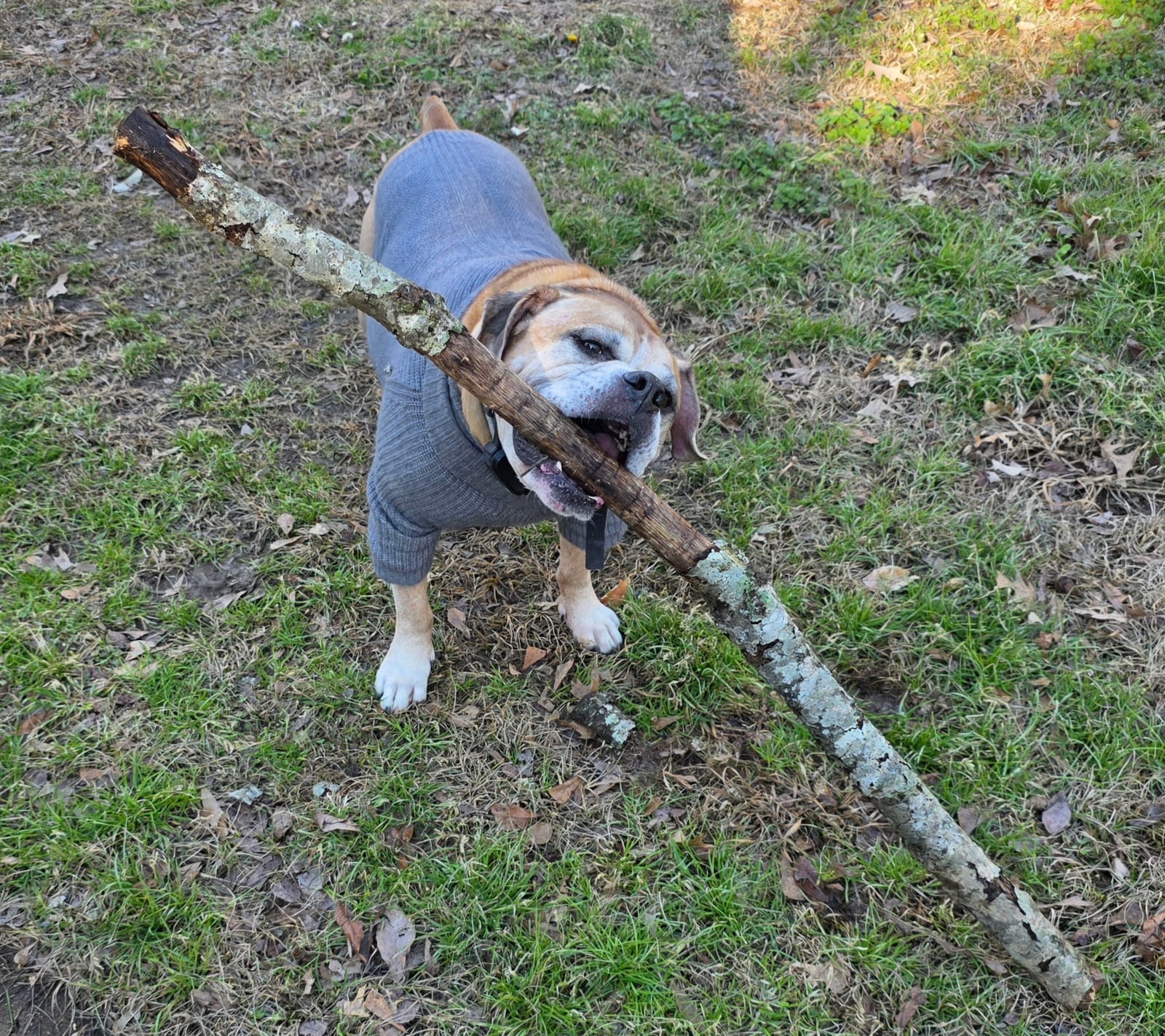 Petspiration Spotlight: Loki