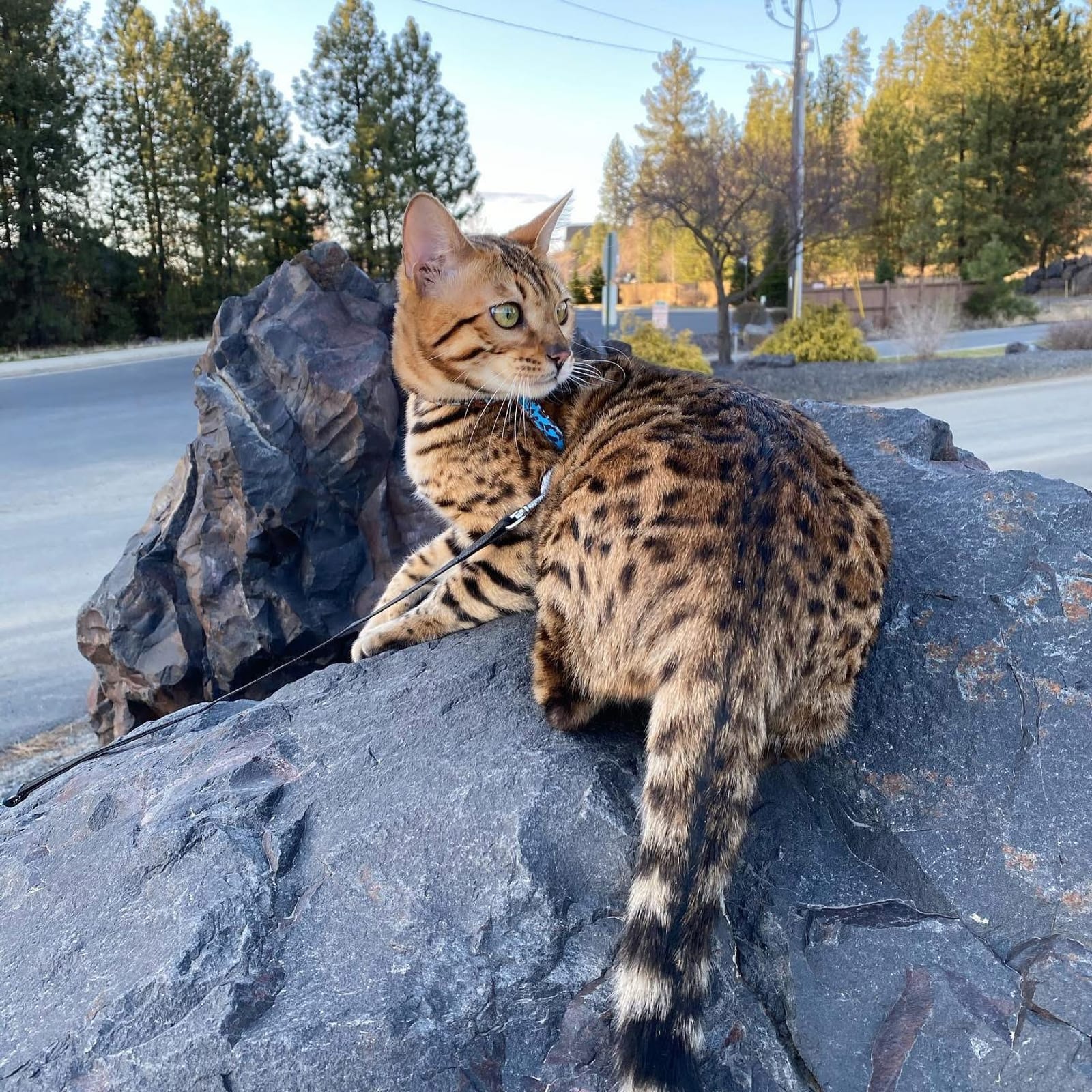 Petspiration Spotlight: Loki