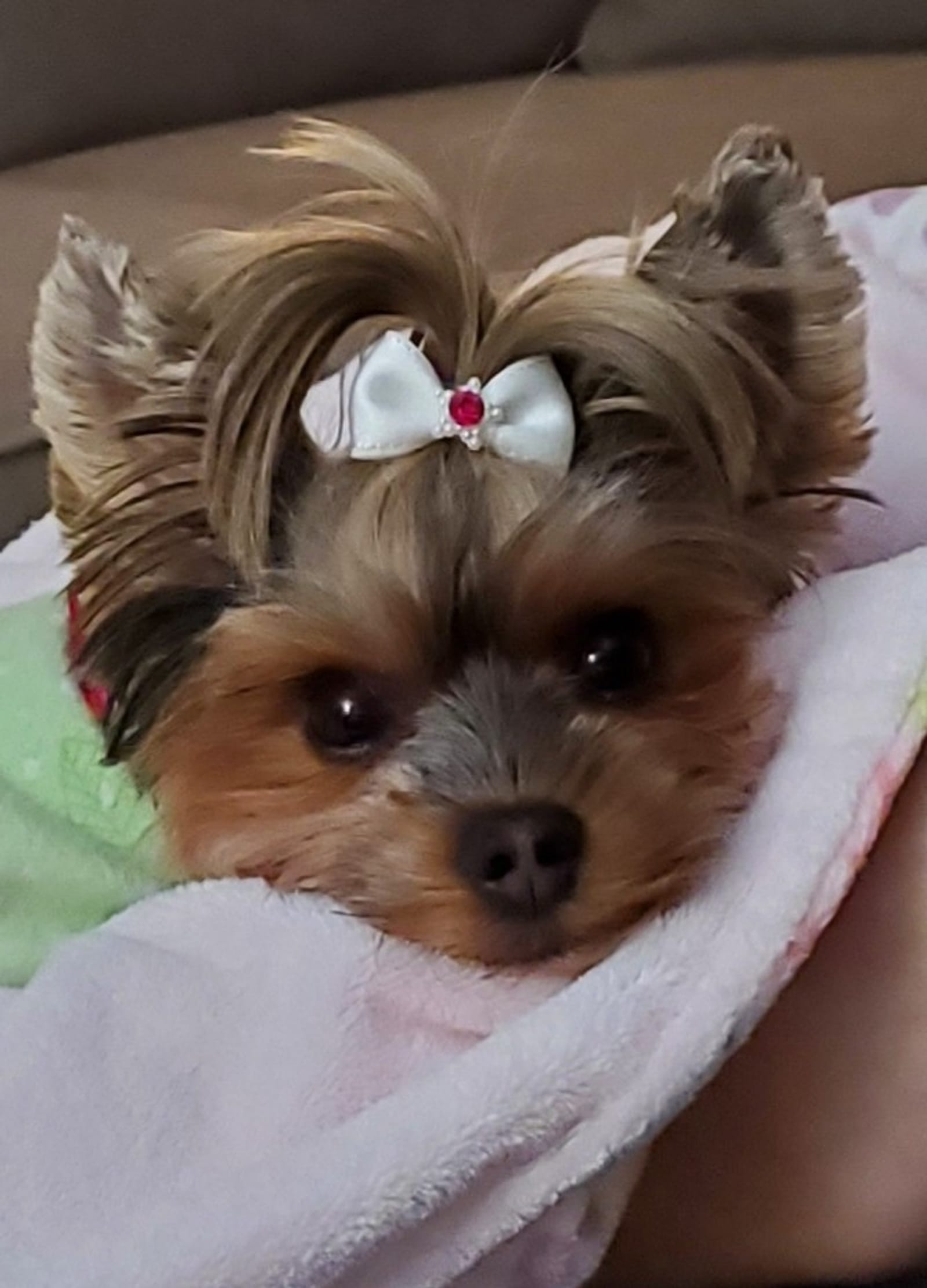 Petspiration Spotlight: Lollie