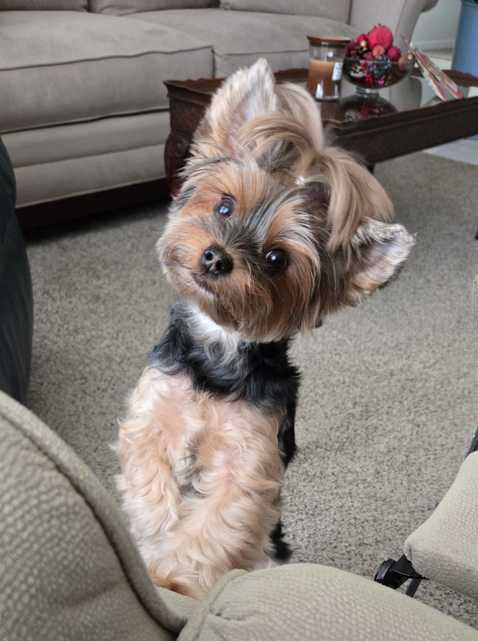 Petspiration Spotlight: Lollie Lou