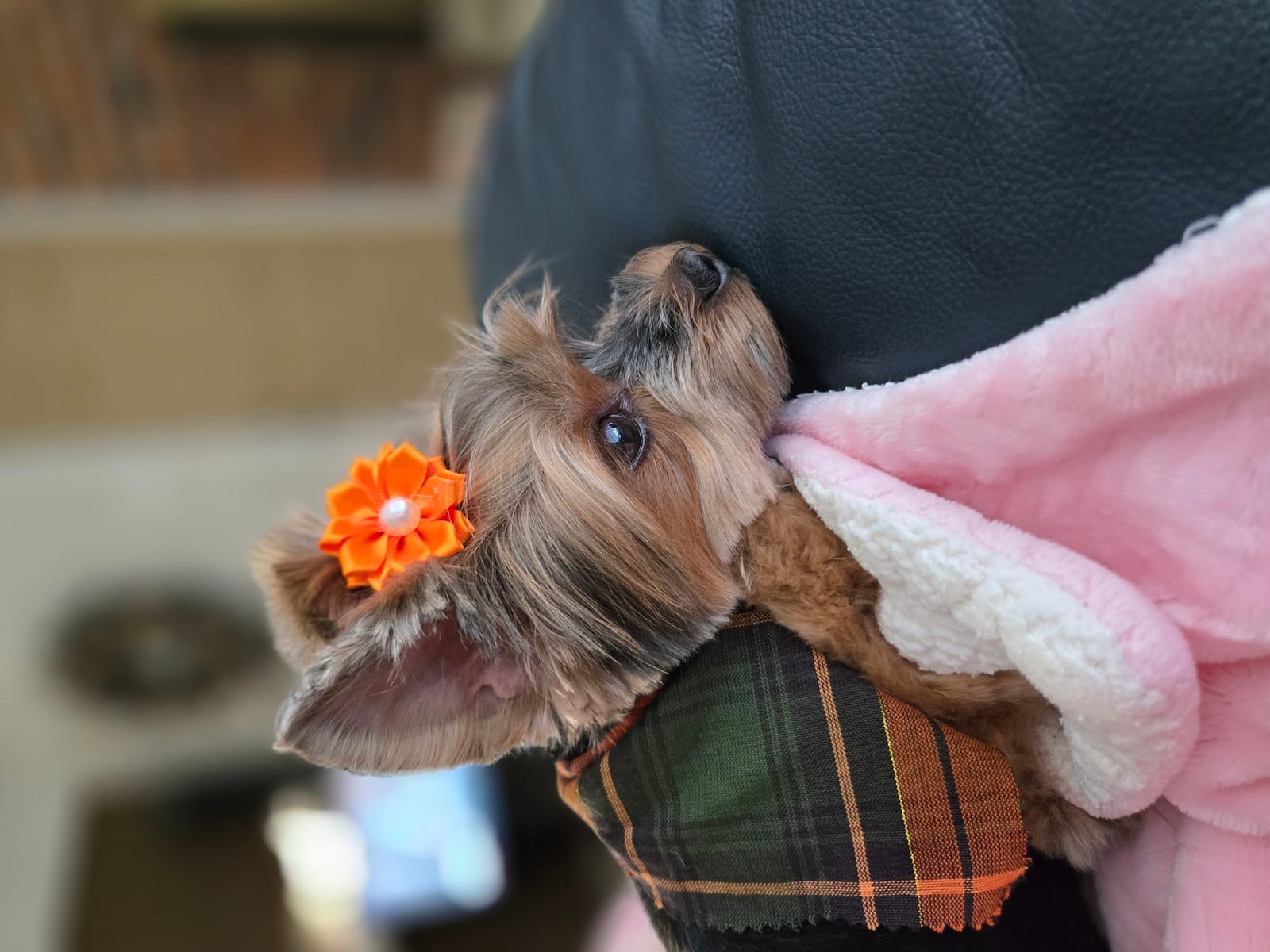 Petspiration Spotlight: Lollie