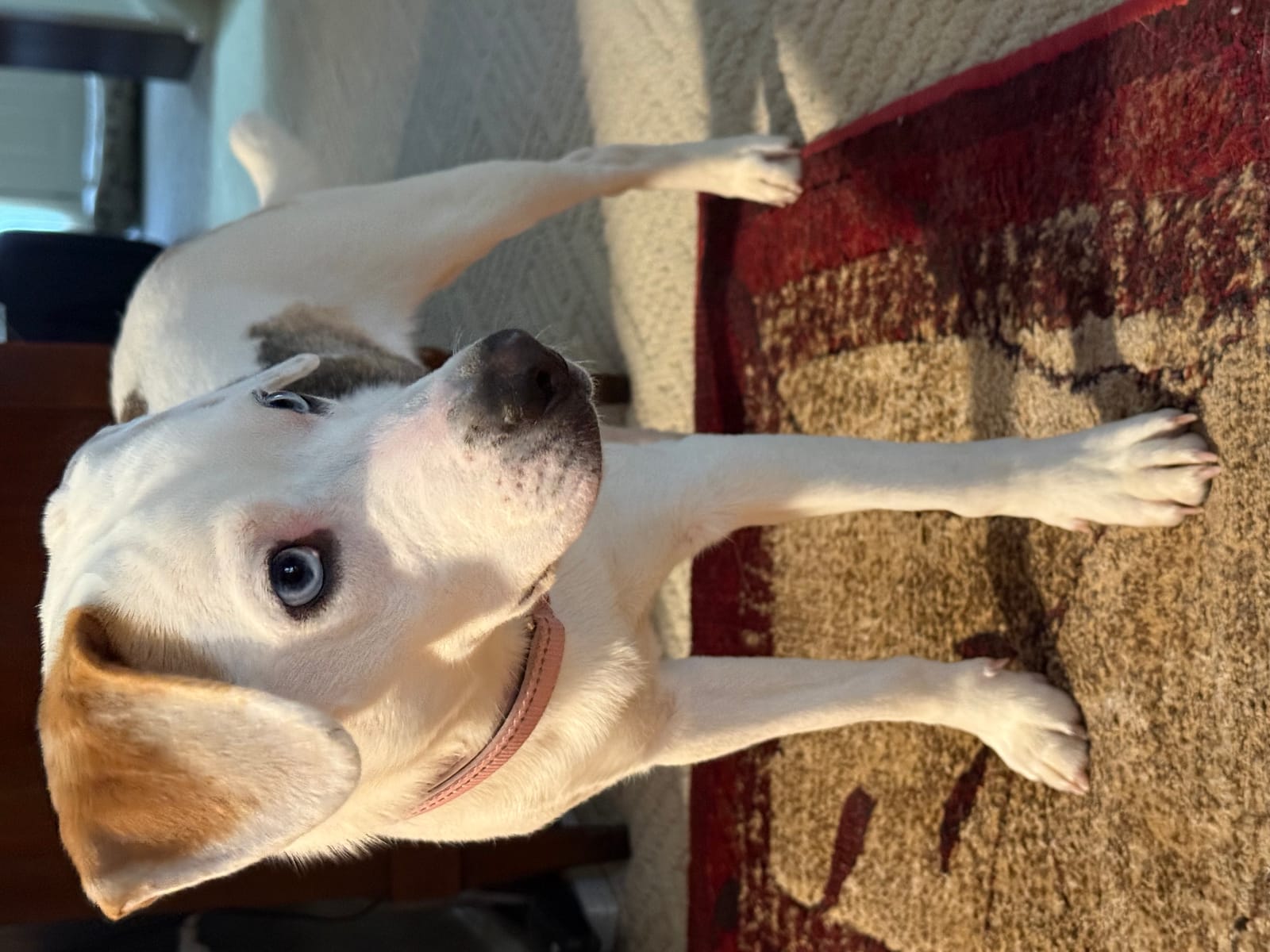 Petspiration Spotlight: London