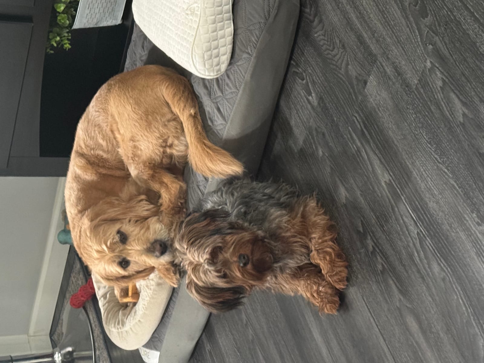 Petspiration Spotlight: CoCo and Losso