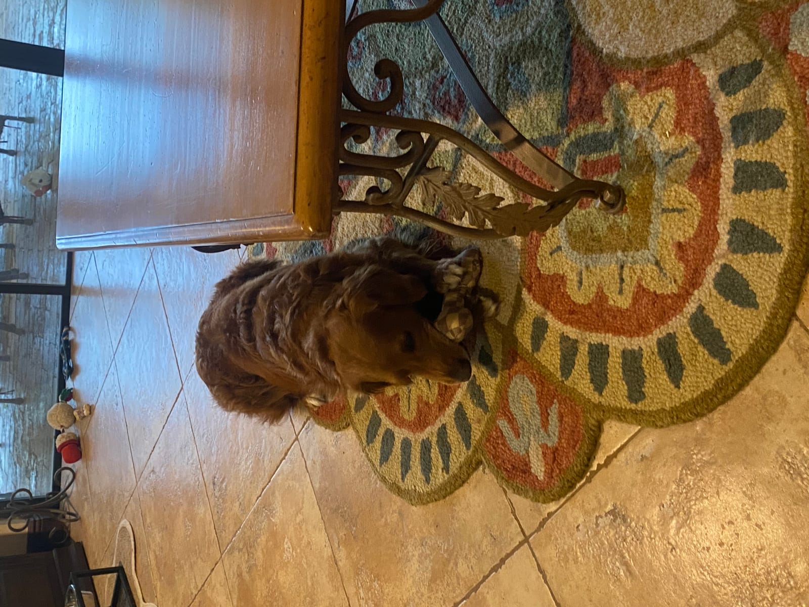 Petspiration Spotlight: Louie
