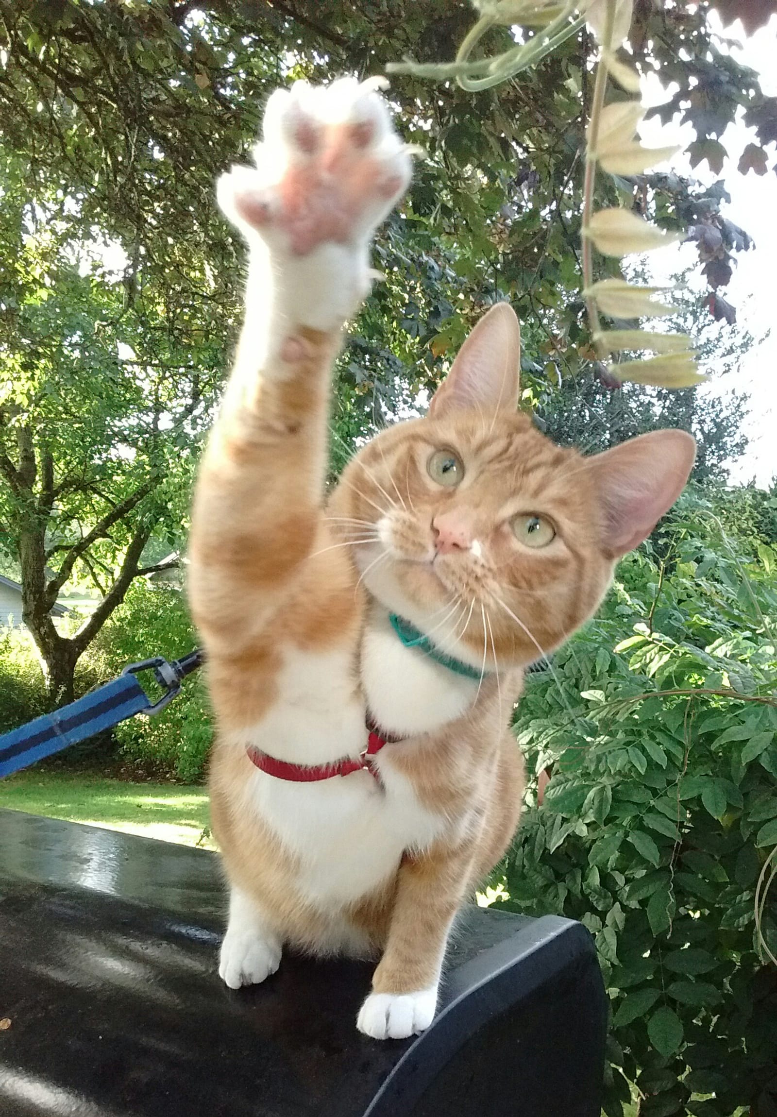 Petspiration Spotlight: Louie