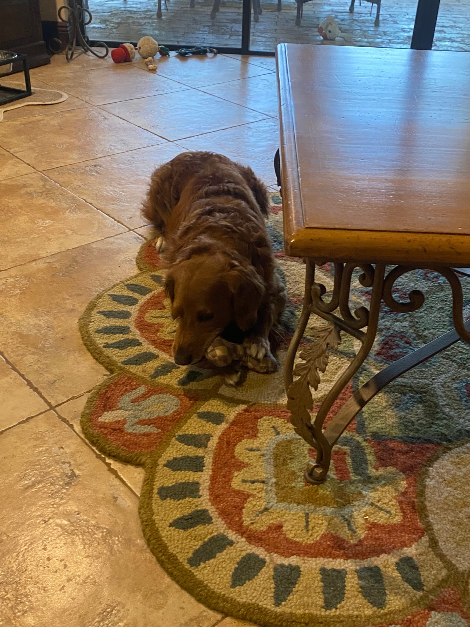 Petspiration Spotlight: Louie