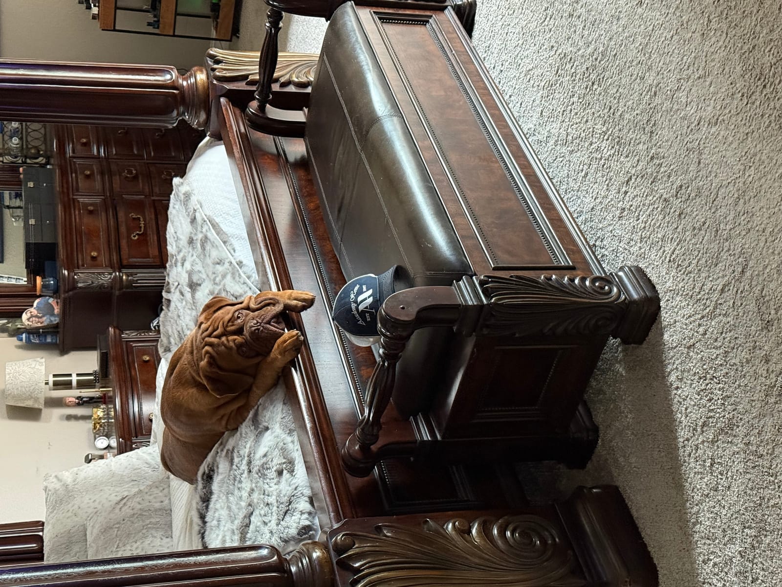 Petspiration Spotlight: Louix