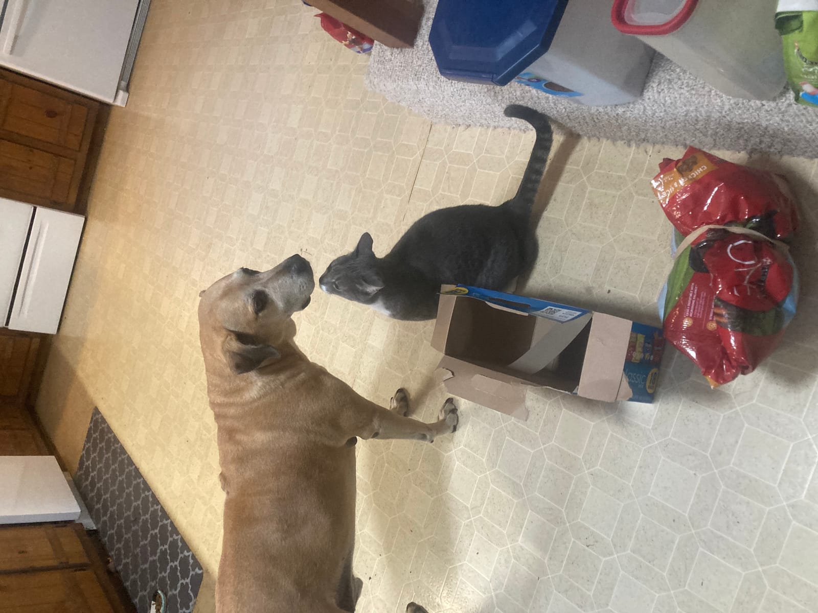 Petspiration Spotlight: Lucky and Mini