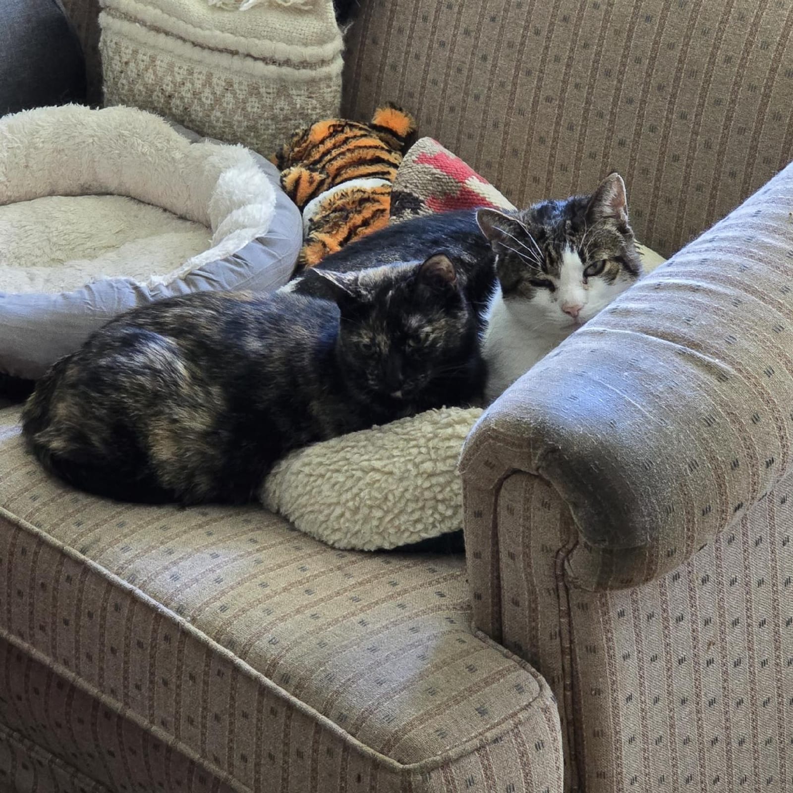 Petspiration Spotlight: Lucky