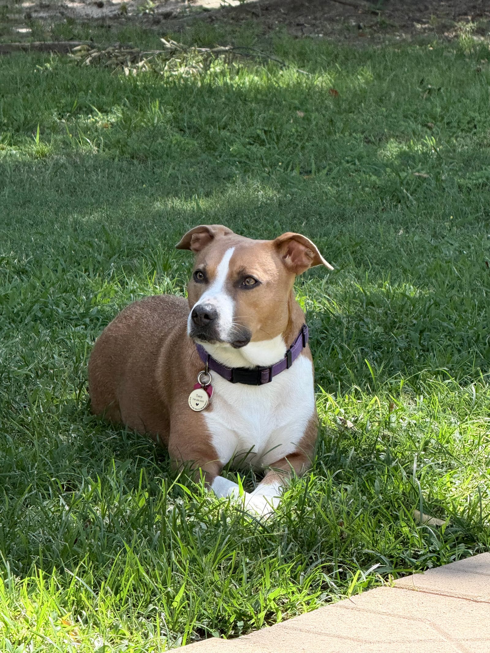 Petspiration Spotlight: Lucy