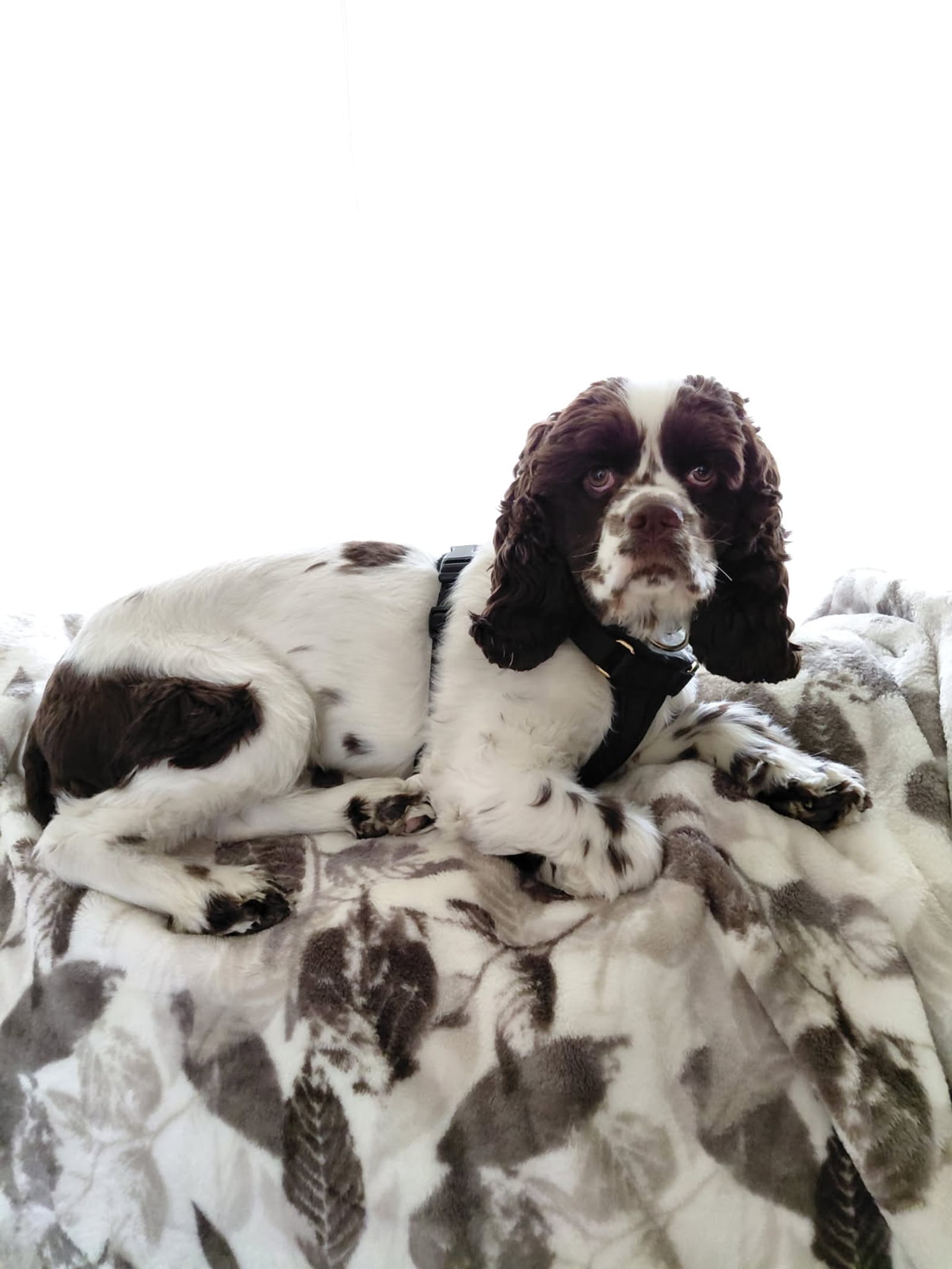 Petspiration Spotlight: Lucy