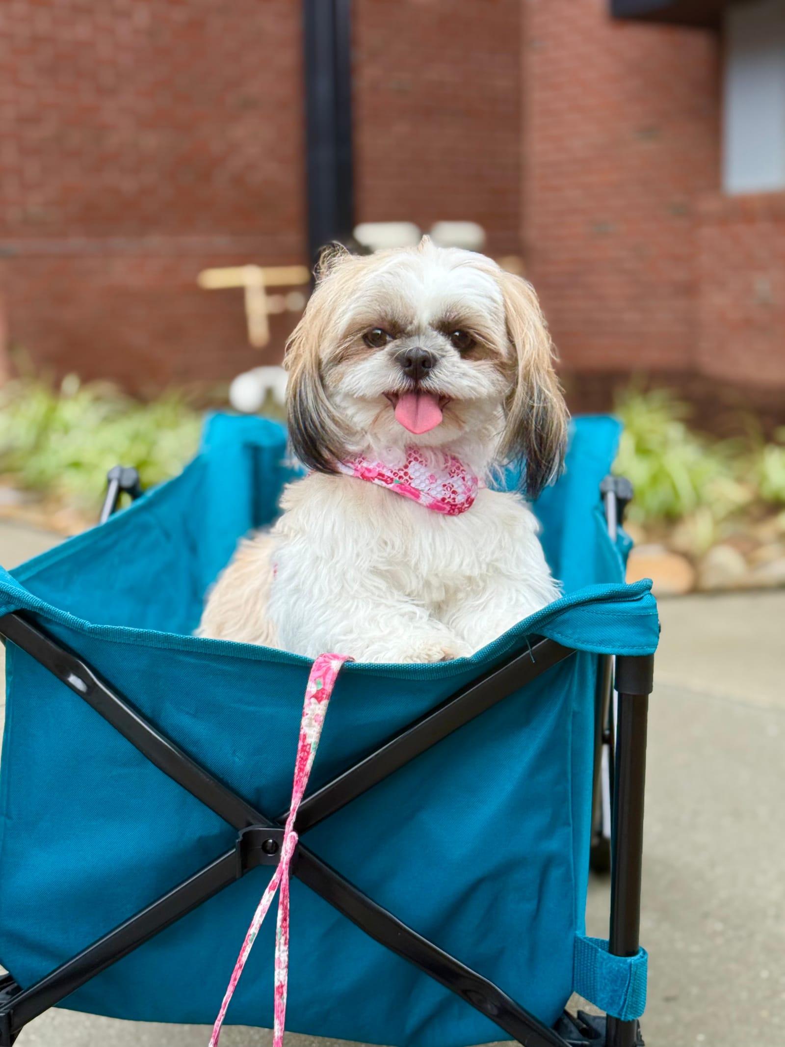 Petspiration Spotlight: LUNA