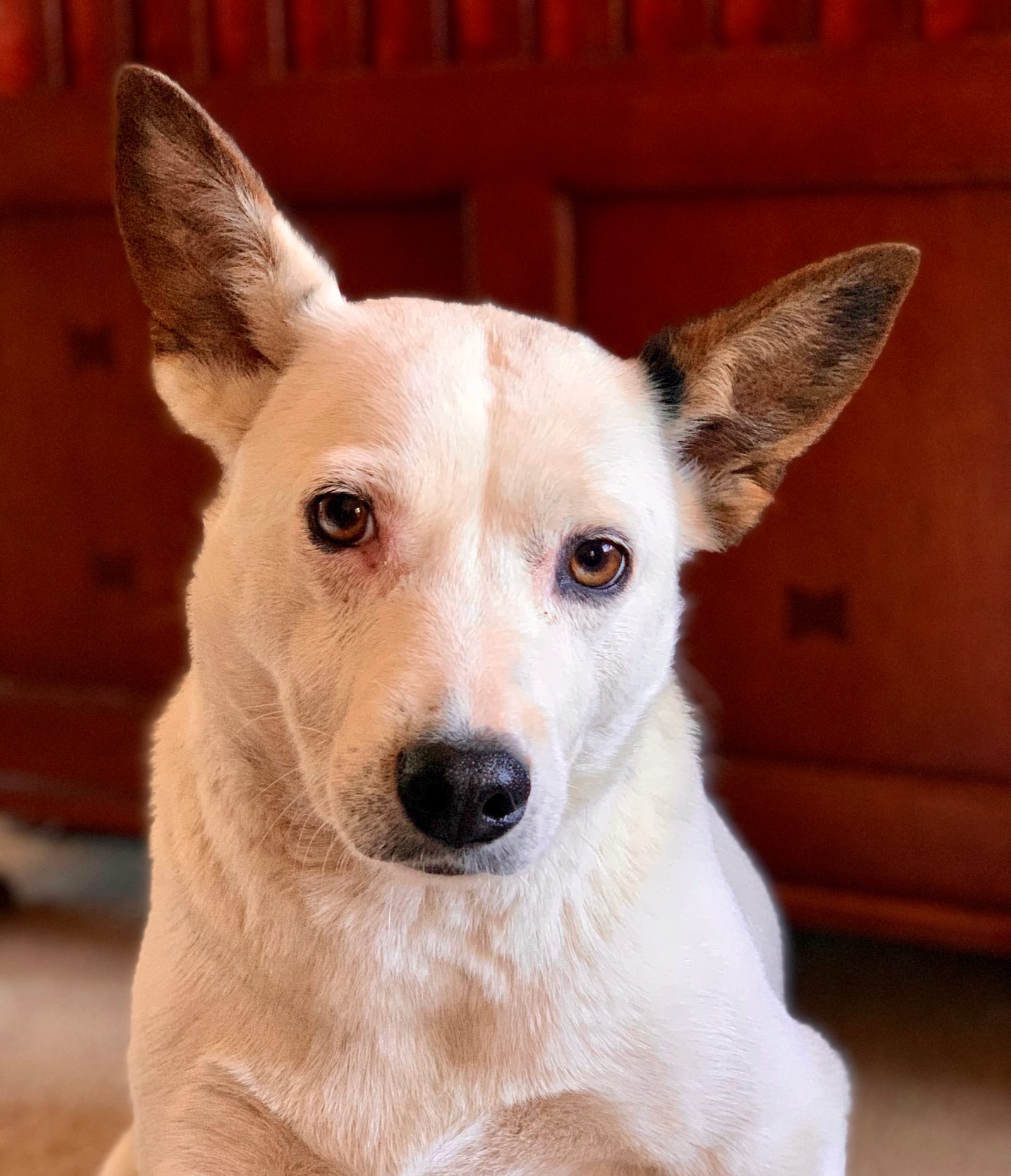 Petspiration Spotlight: Luna