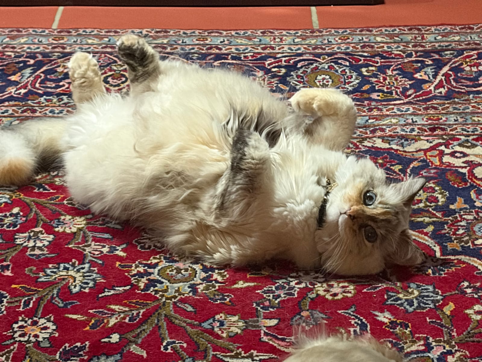 Petspiration Spotlight: Luna