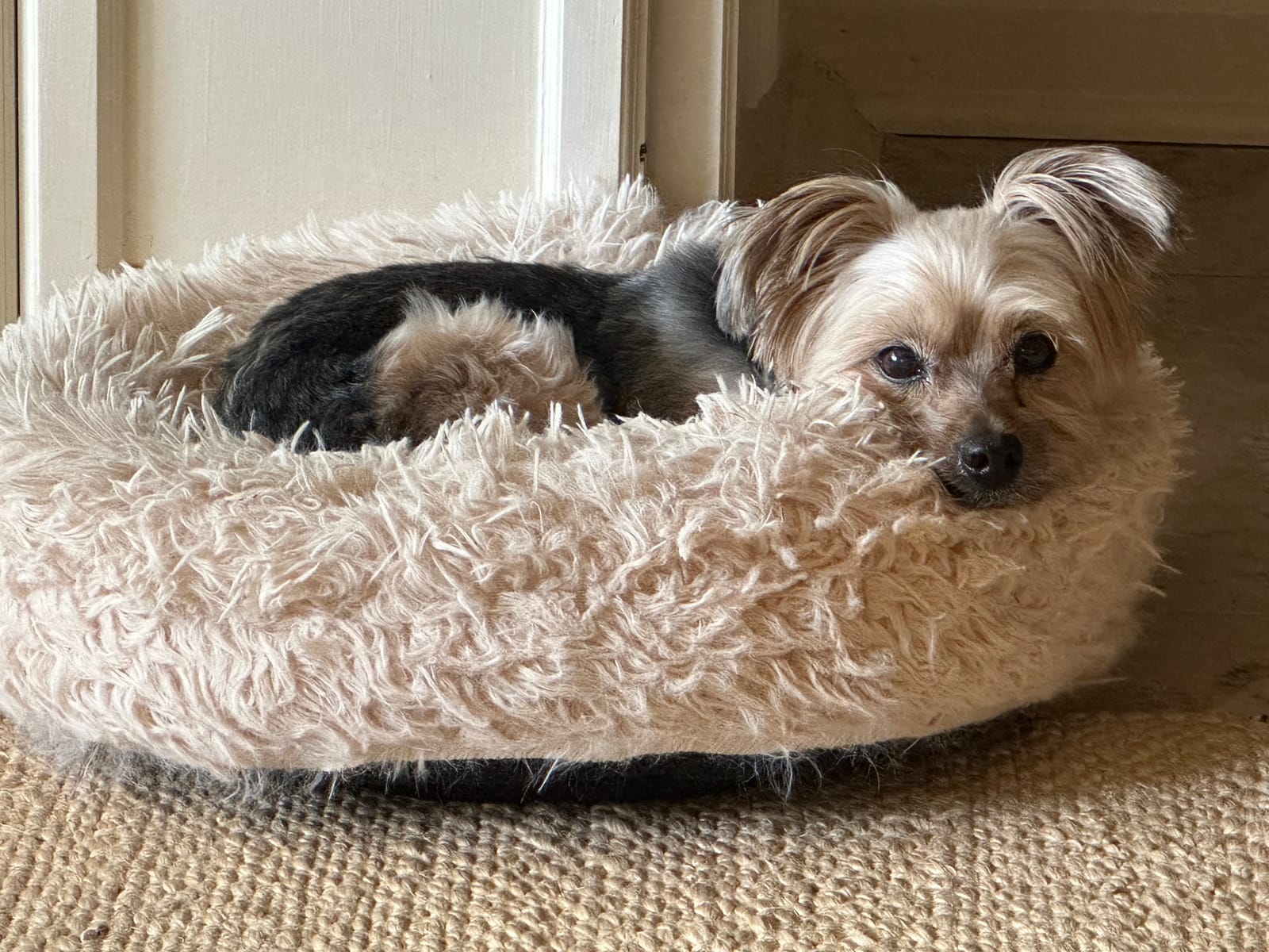 Petspiration Spotlight: Macie