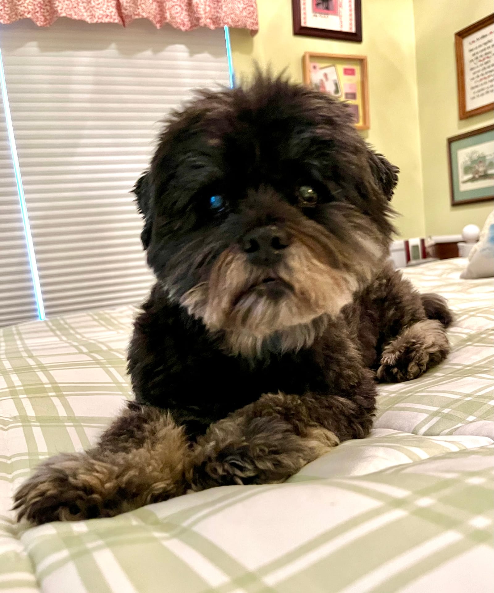 Petspiration Spotlight: Mackinac