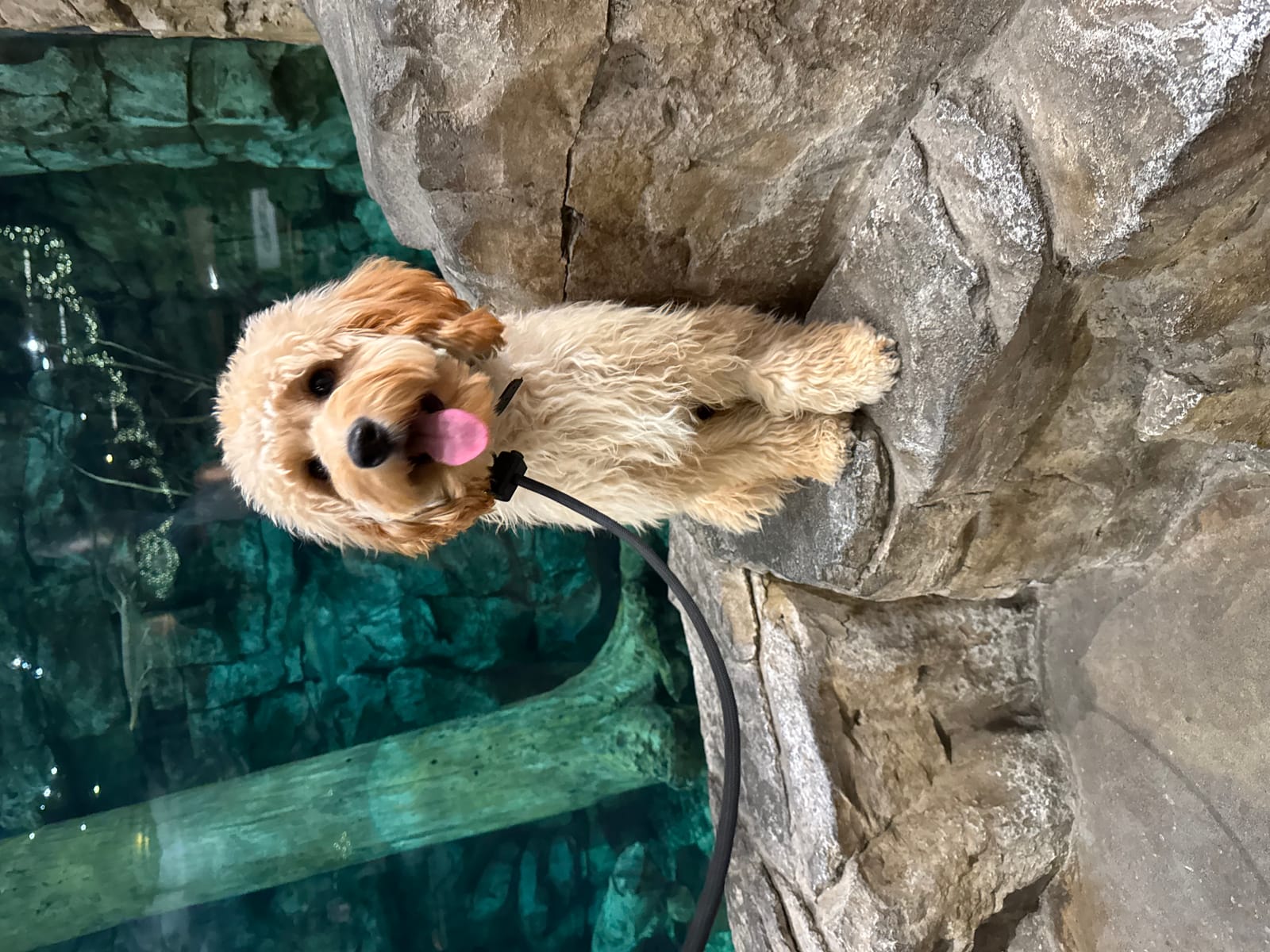 Petspiration Spotlight: Maddie