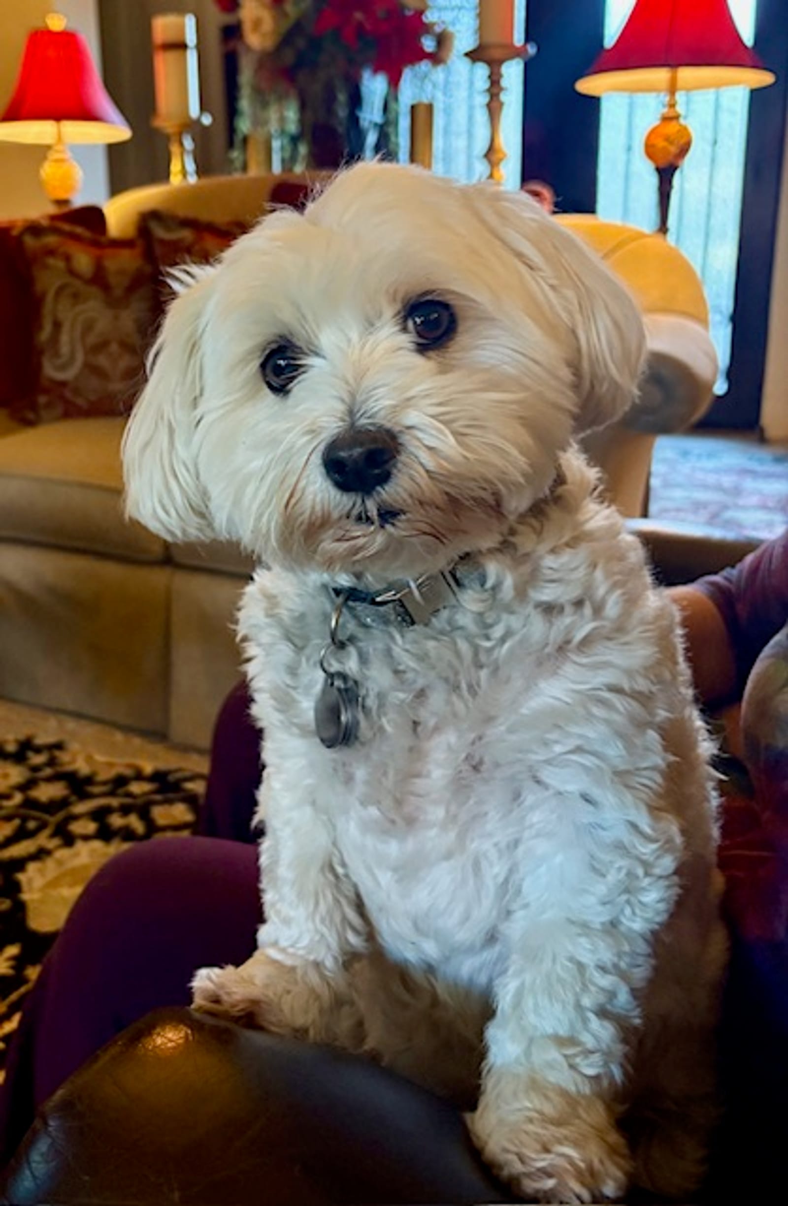 Petspiration Spotlight: Maddie